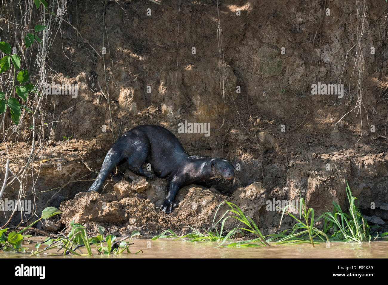 La loutre géante (Pteronura brasiliensis) jouer par le Rio Cuiaba, Pantanal, Brésil Banque D'Images