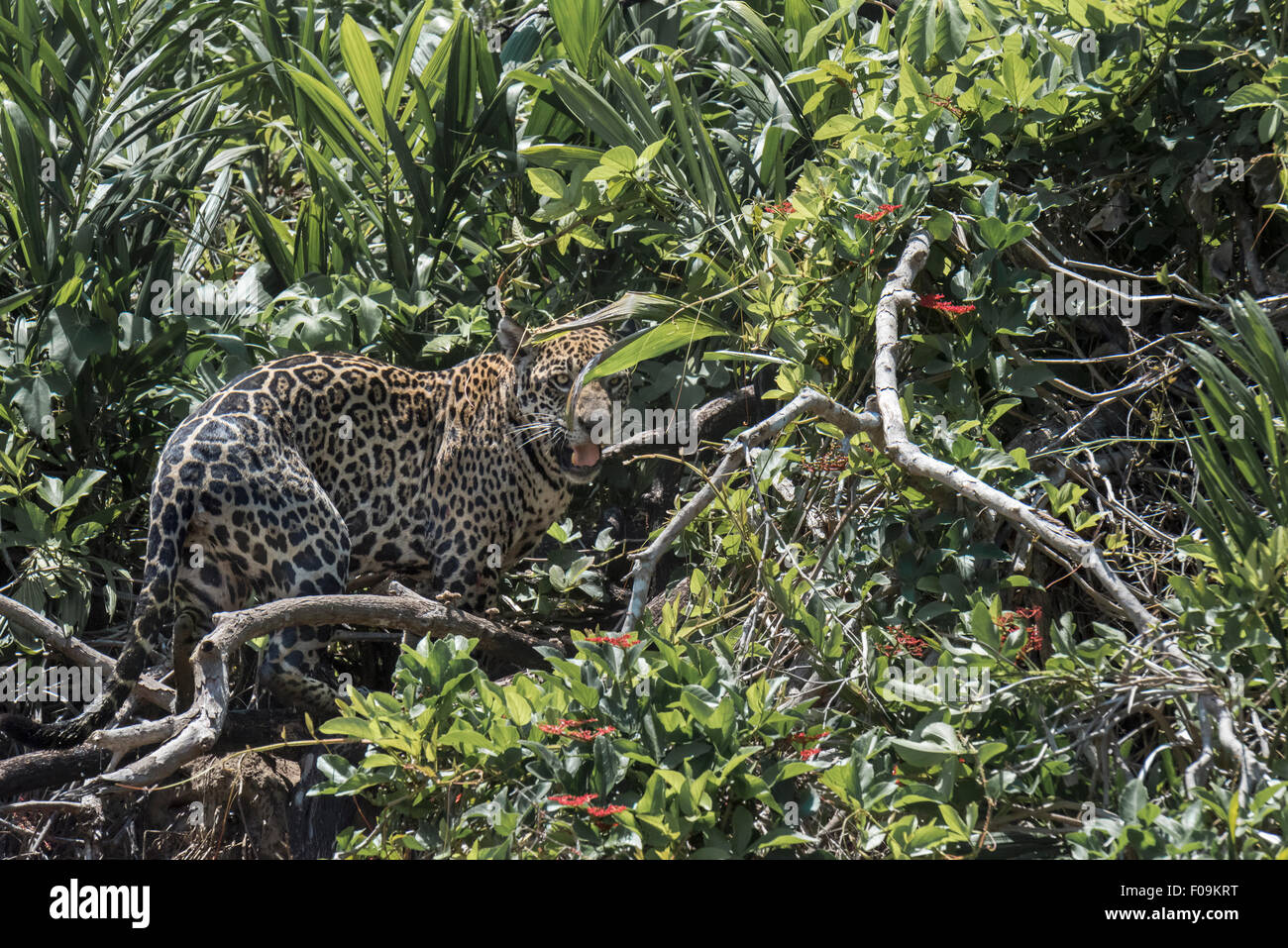 Jaguar femelle en forte croissance sur la rive du fleuve, Rio Cuiaba, Pantanal, Brésil Banque D'Images