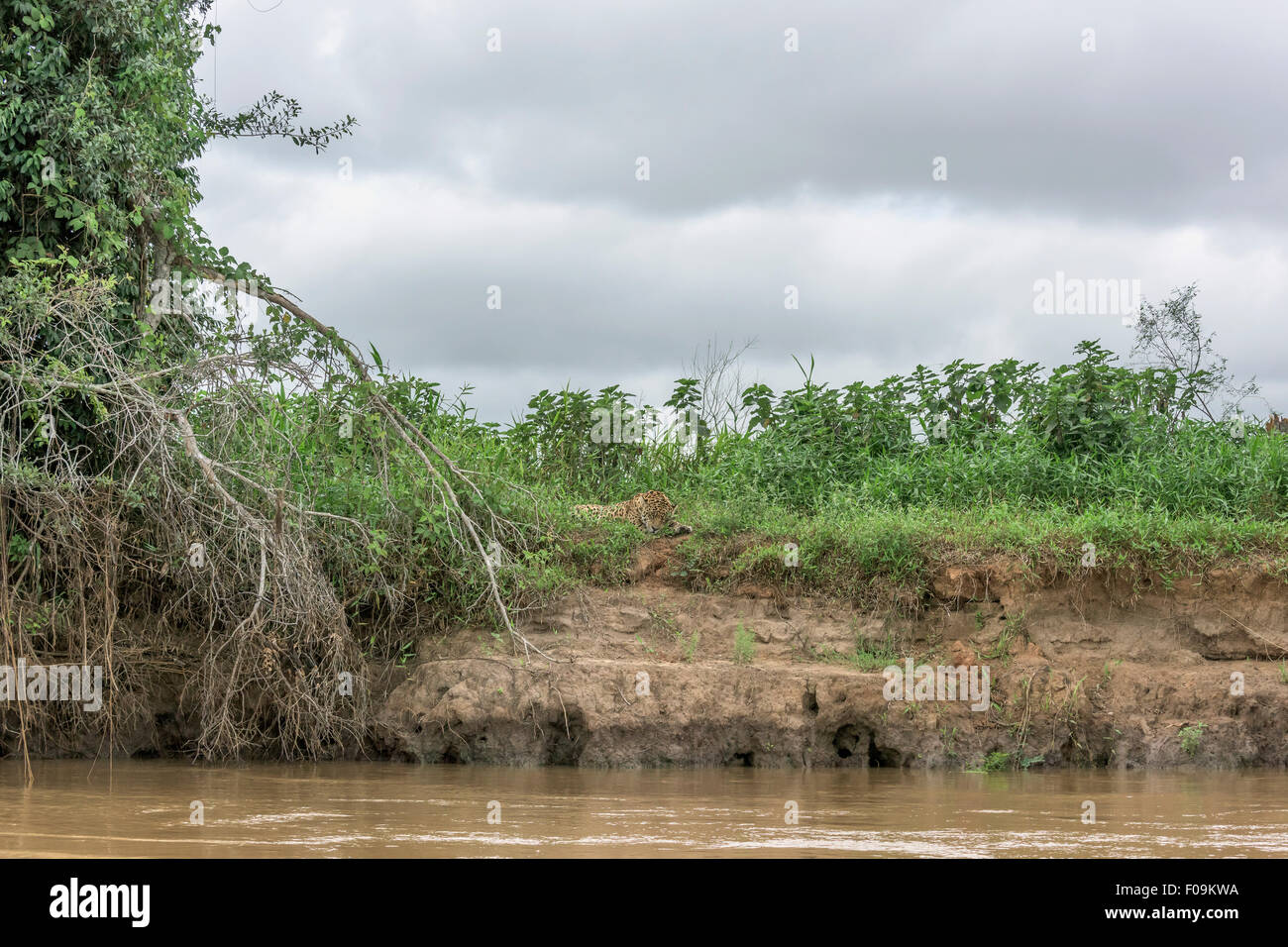 Tiré d'un lointain grand mâle jaguar dormant sur la rive du fleuve, Rio Cuiaba, Pantanal, Brésil Banque D'Images