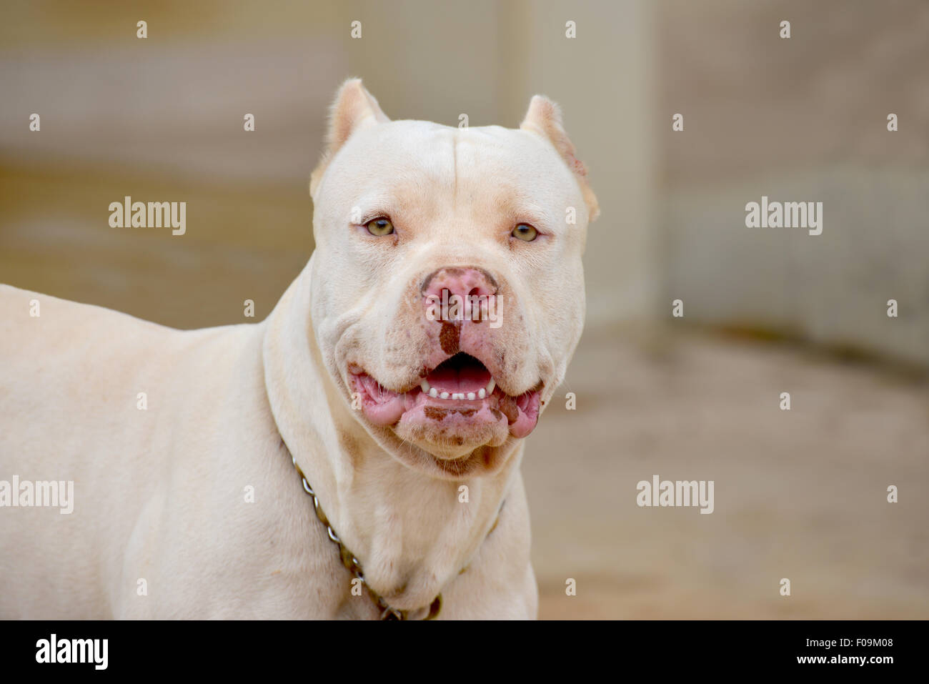 Pitbull dog teeth Banque de photographies et d images haute