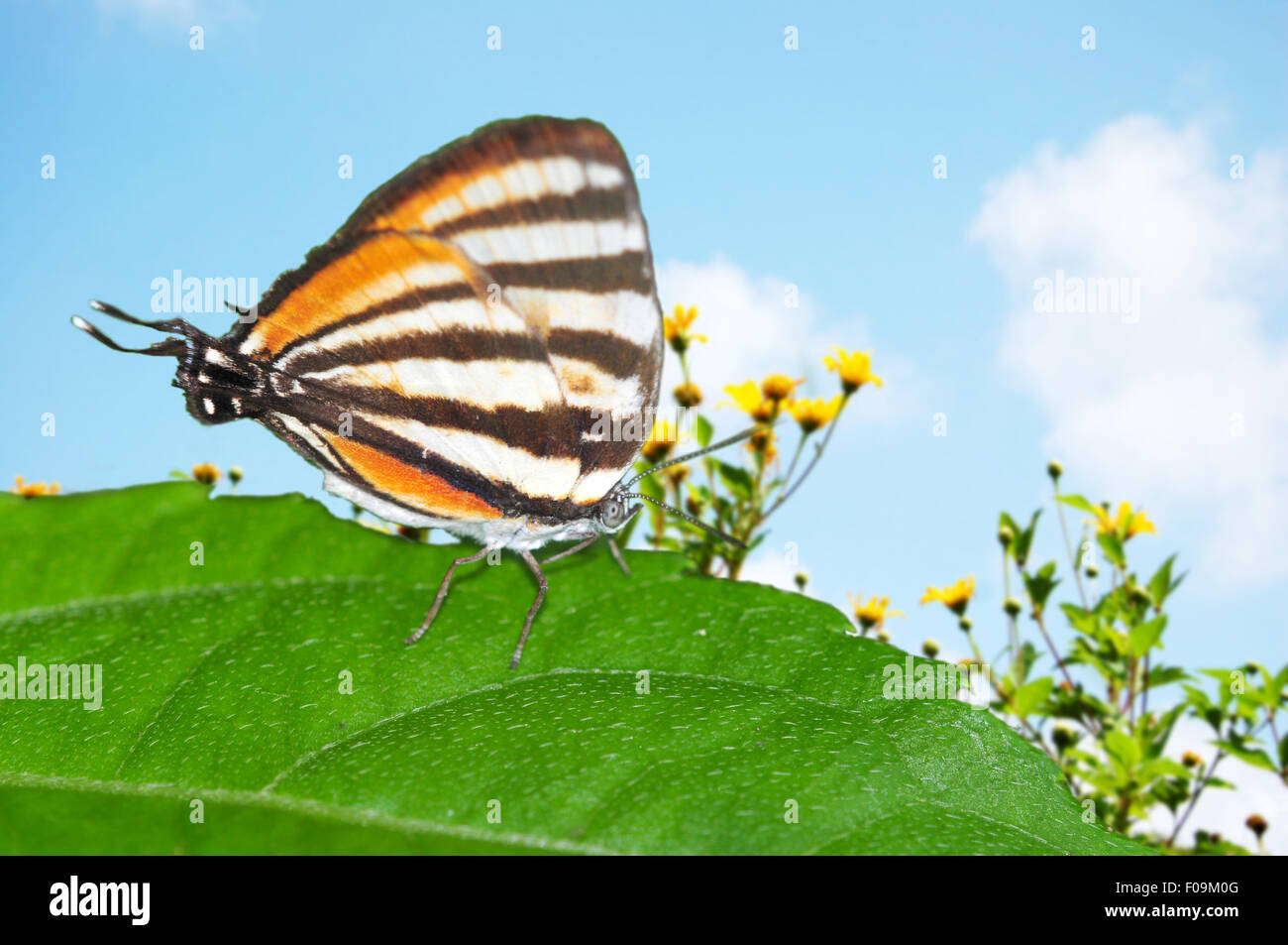 Belle separata (Stripestreak Arawacus separata) posés sur une feuille Banque D'Images