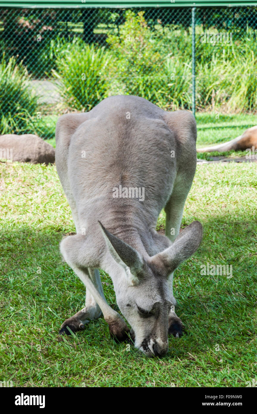 Photo d'un kangourou adultes renifle l'herbe dans son enclos dans un zoo Banque D'Images