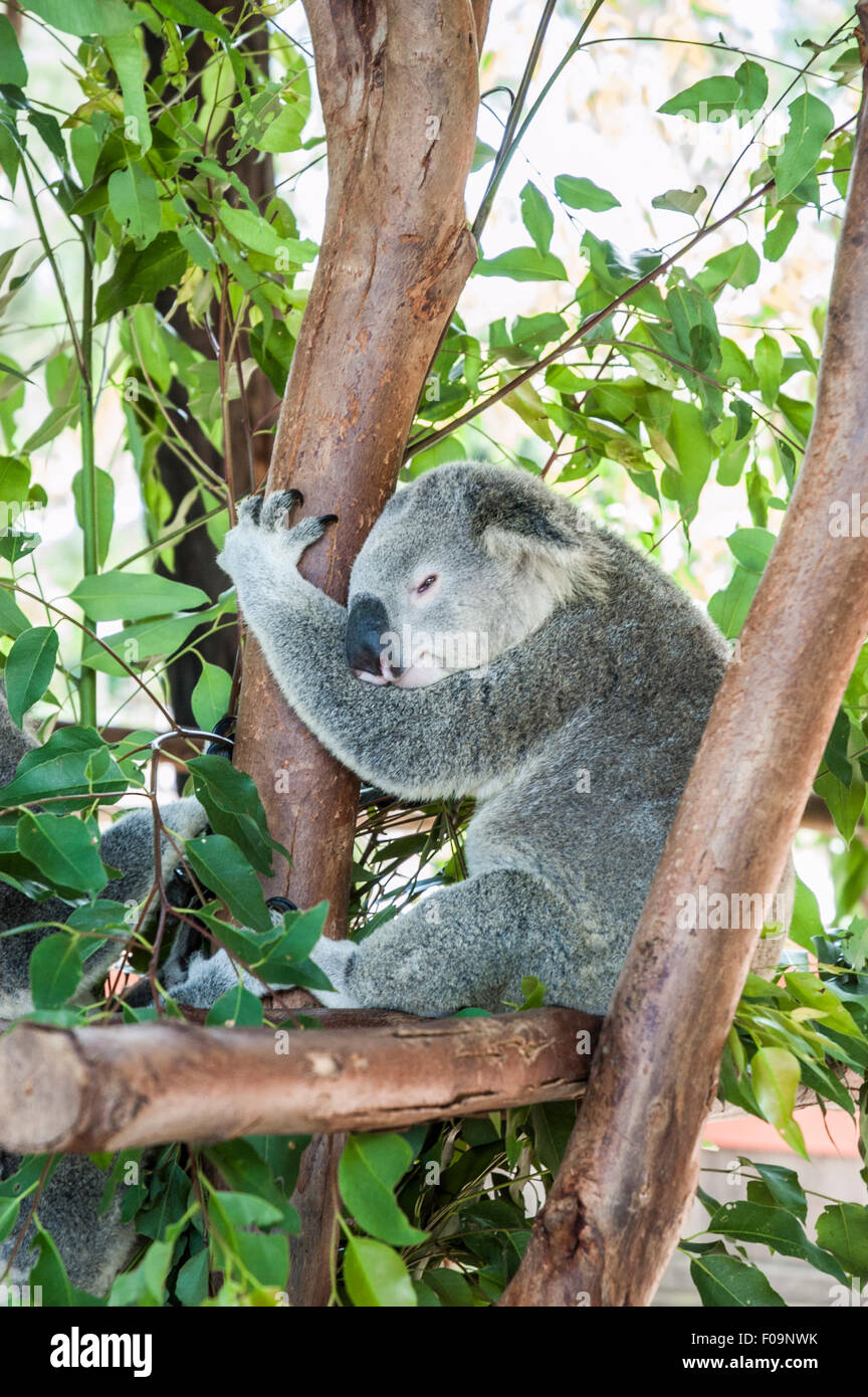Sleepy koala au repos dans un arbre, sur une branche de holding Banque D'Images