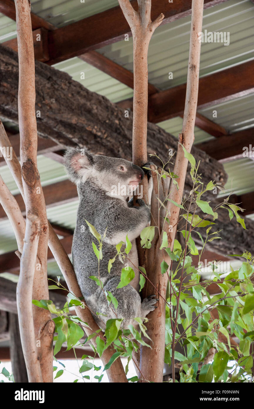 Escalade Koala un arbre dans son enclos dans un zoo Banque D'Images