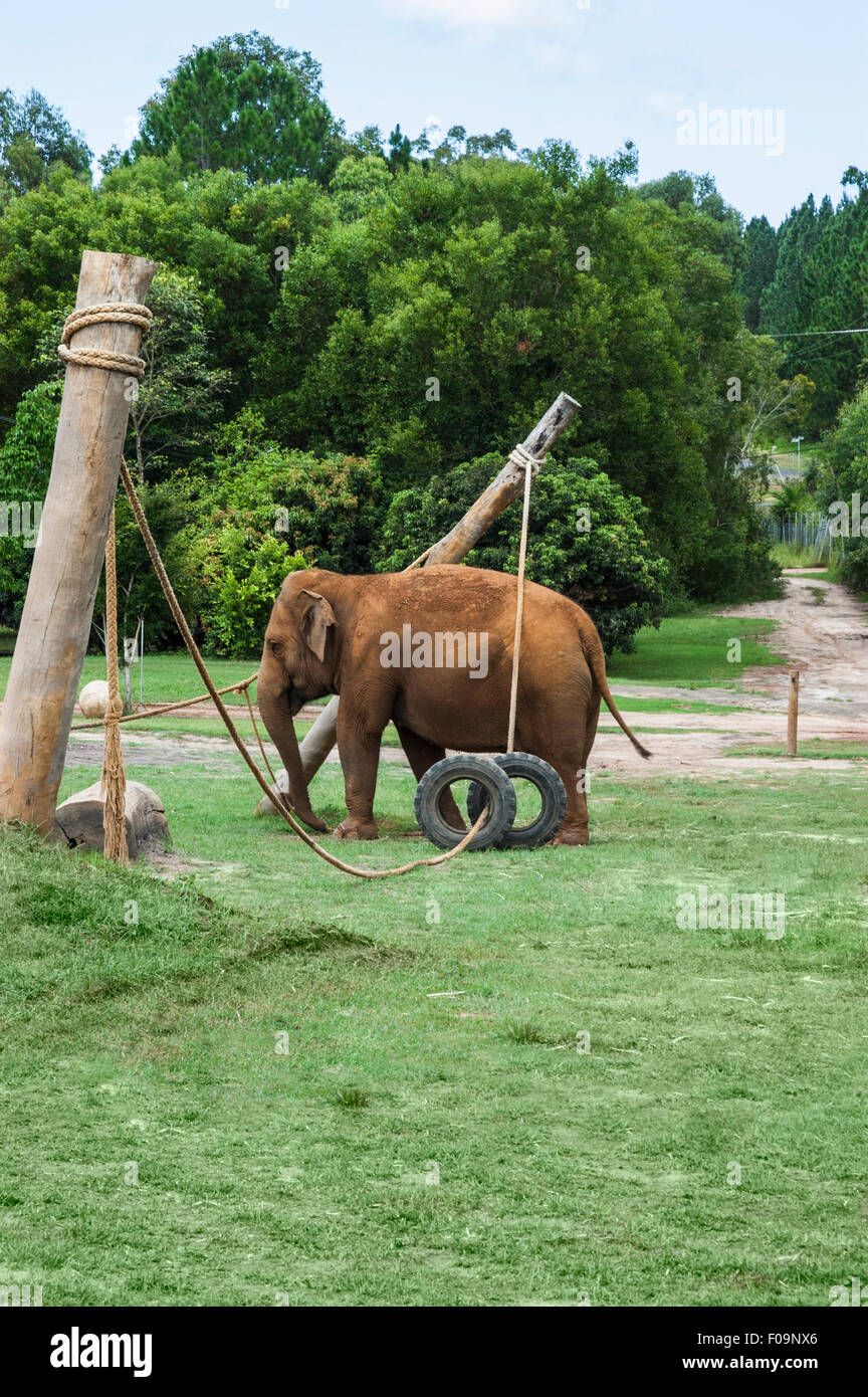 Jeu de l'éléphant dans son enclos dans un zoo Banque D'Images