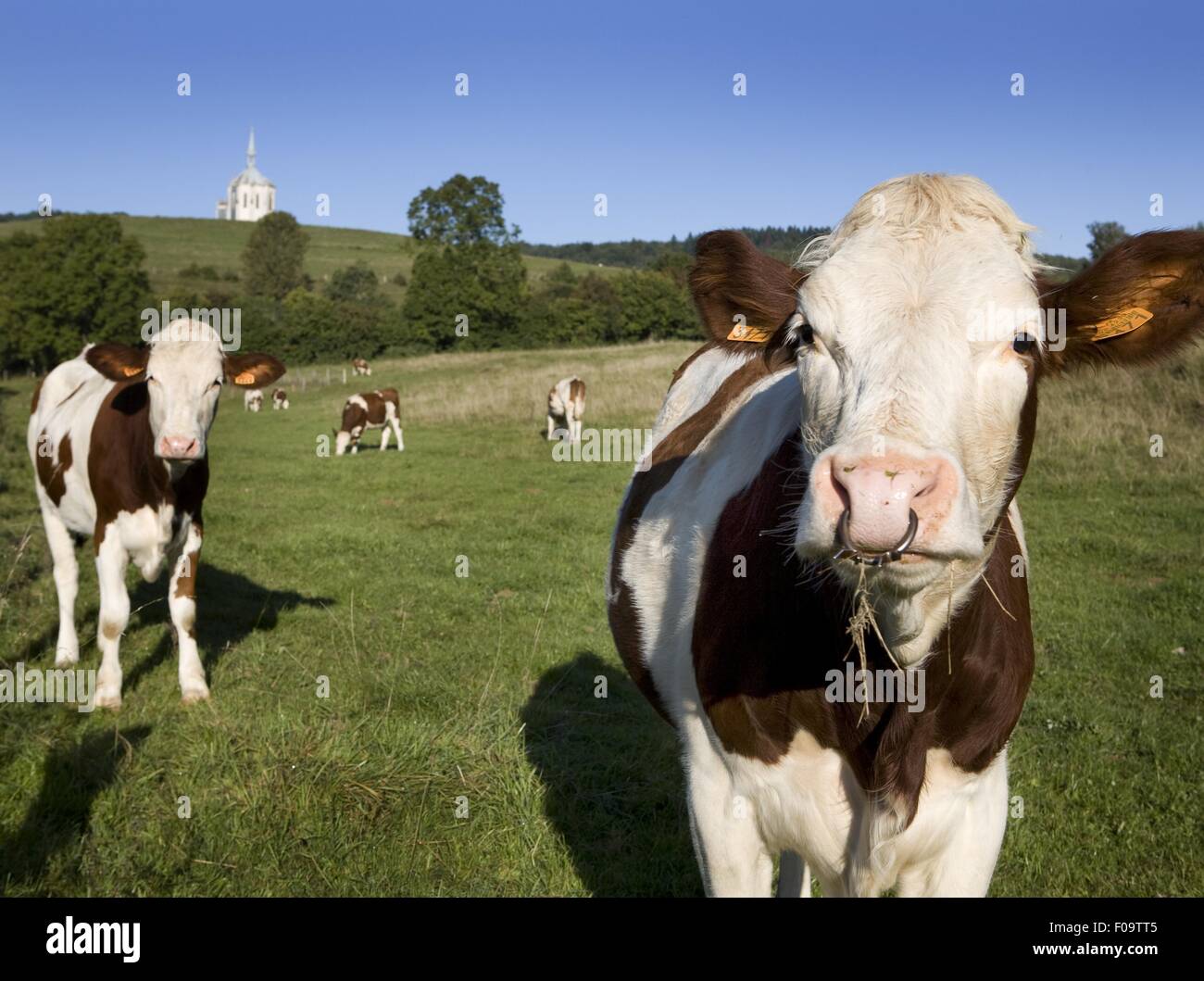 Les vaches dans les pâturages près de Mouthier-Haute-Pierre, Franche-Comte, France Banque D'Images