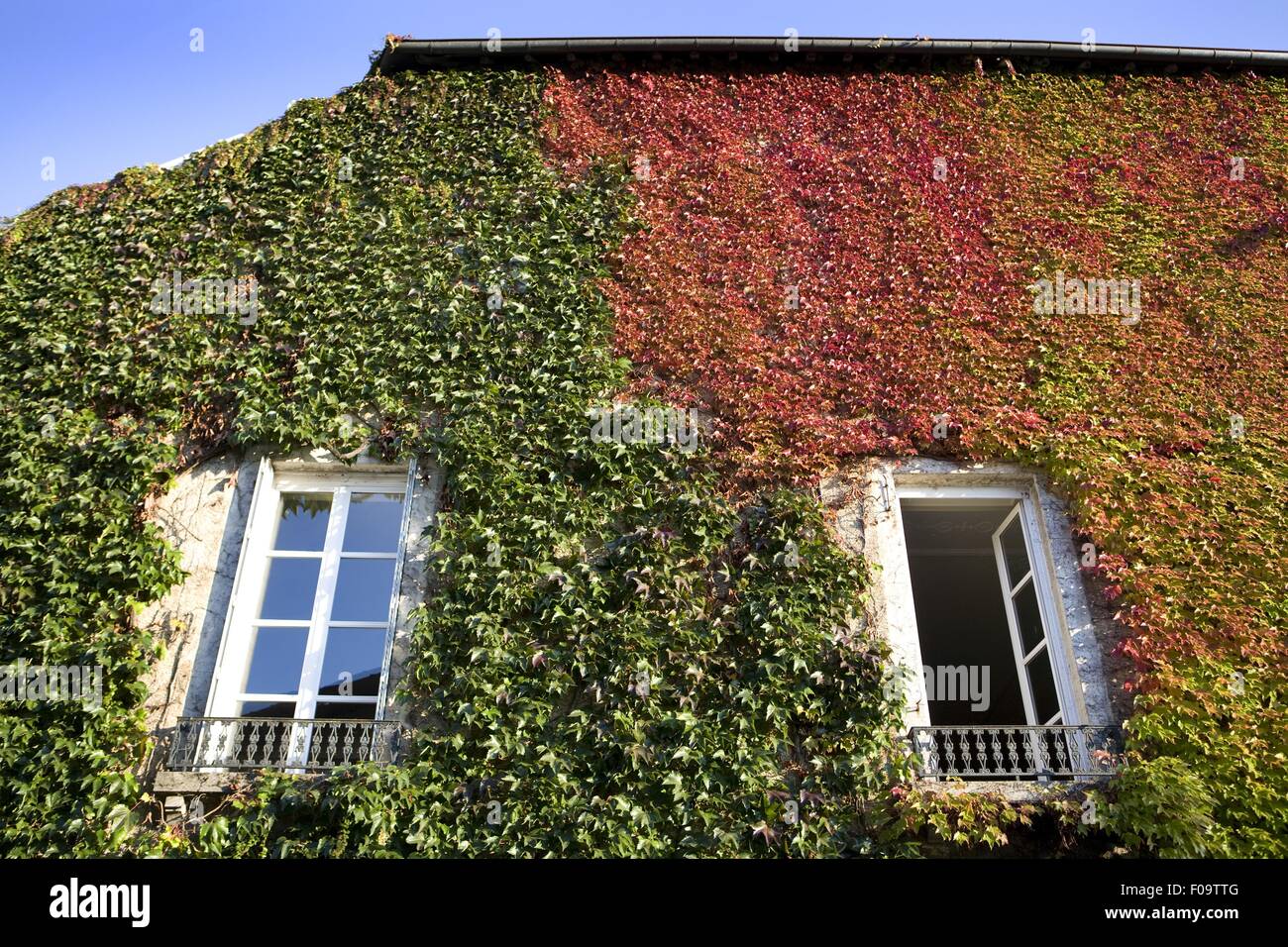 Plantes grimpantes sur le mur de chambre à Arbois, Franche-Comte, France Banque D'Images
