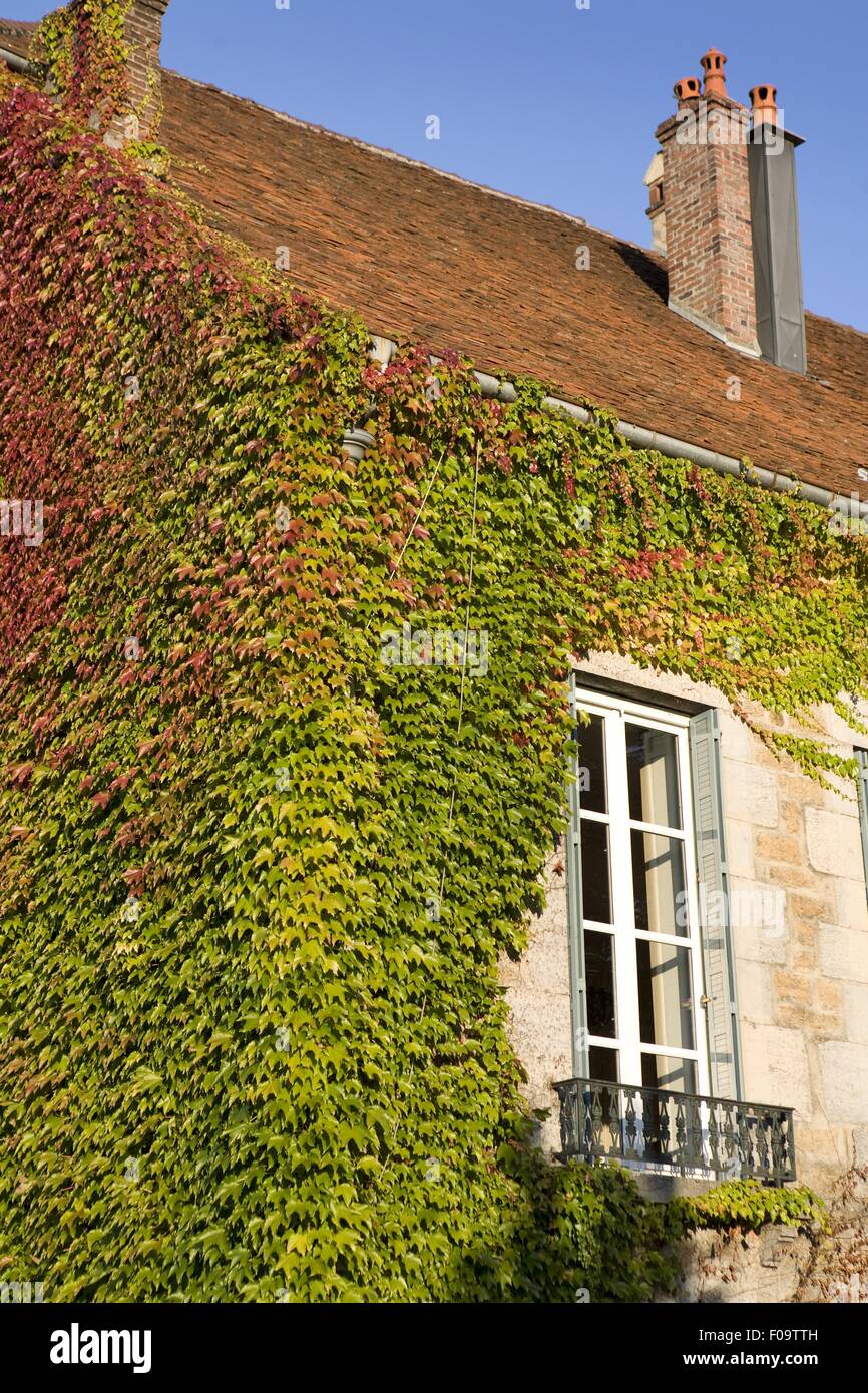Plantes grimpantes sur le mur de chambre à Arbois, Franche-Comte, France Banque D'Images