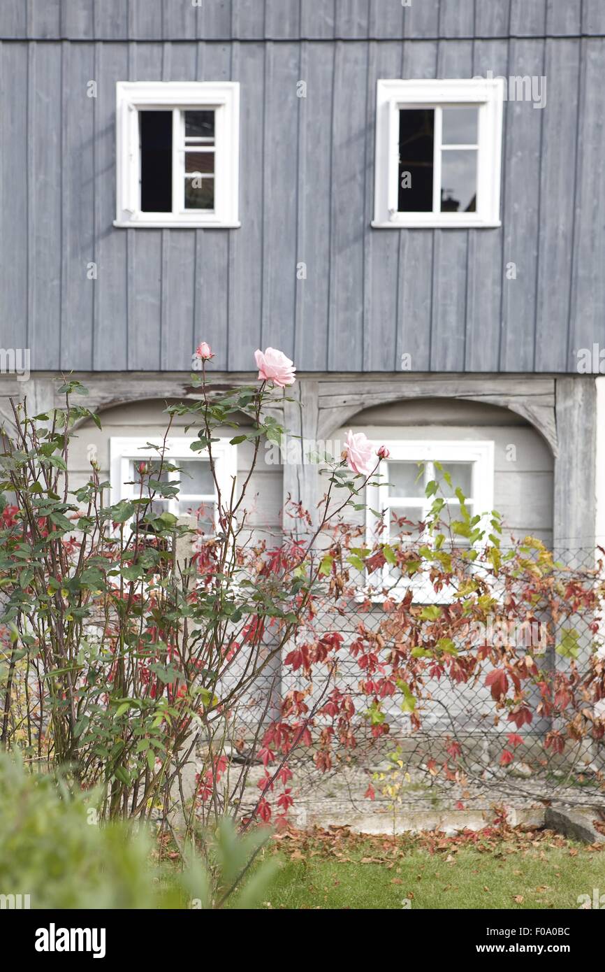 Rose est une plante et l'herbe haute donnant sur maison en bois avec fenêtre, Saxe, Allemagne Banque D'Images