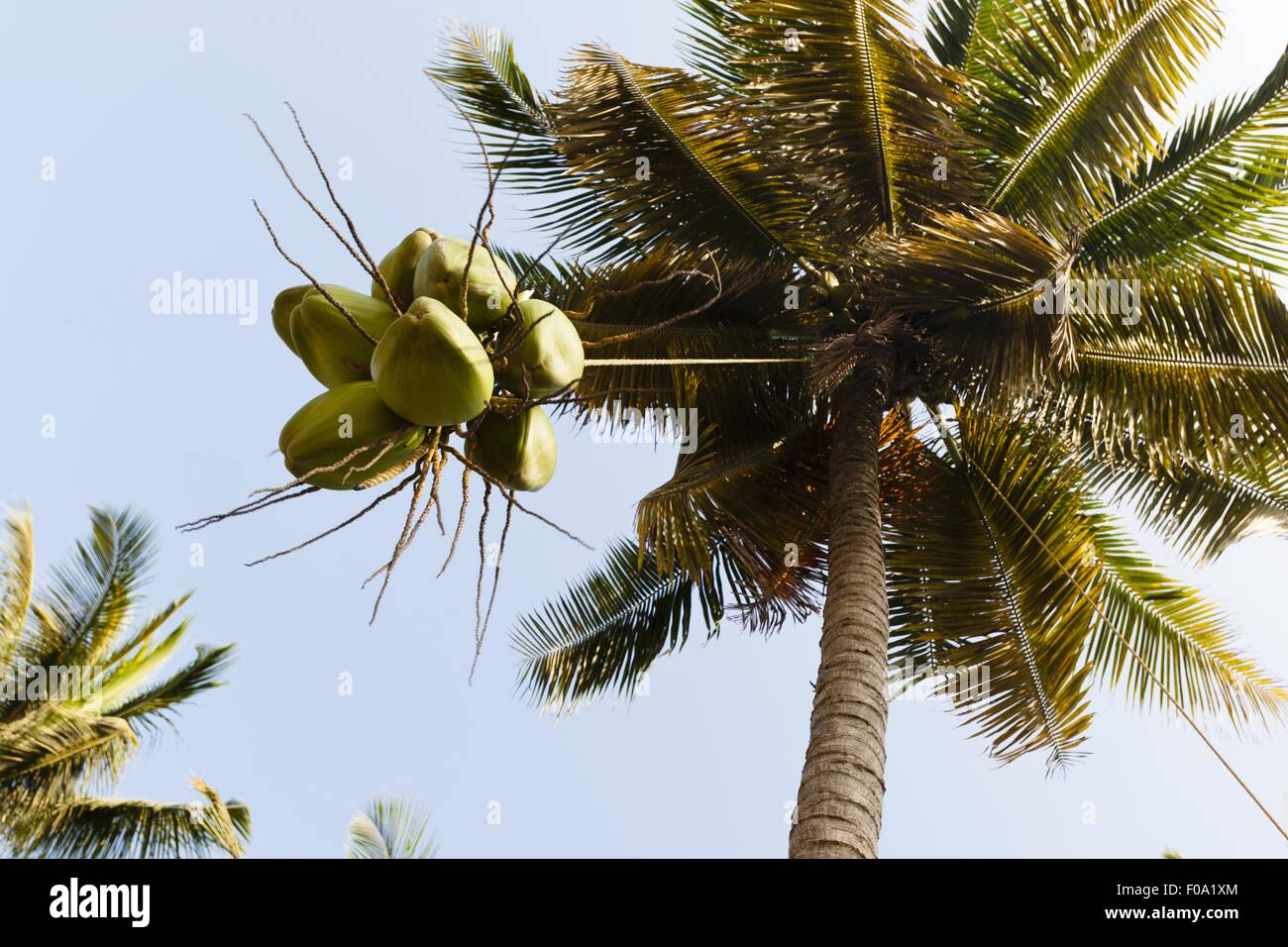 Palmiers à vous détendre Bay Resort, Phuket, Thailand Banque D'Images