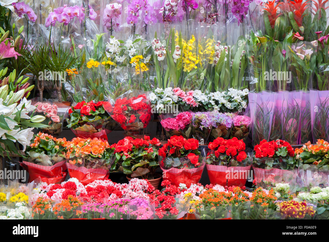 Image couleur de beaucoup de différentes sortes de fleurs disposés sur les étagères du magasin de fleurs. La photo a été prise au milieu de la journée avec Banque D'Images