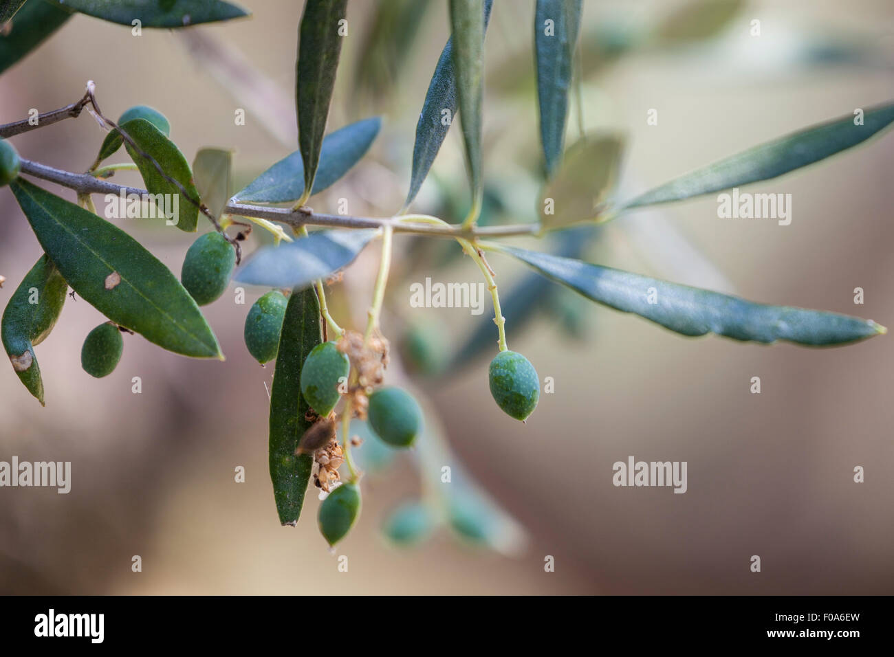 Branche avec plusieurs jeunes olives vertes sur un arbre dans le jardin. Banque D'Images