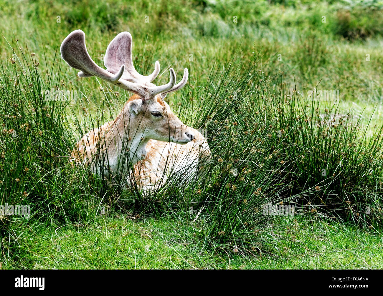 Cerfs dans Bradgate Park, Leicestershire, Angleterre Banque D'Images