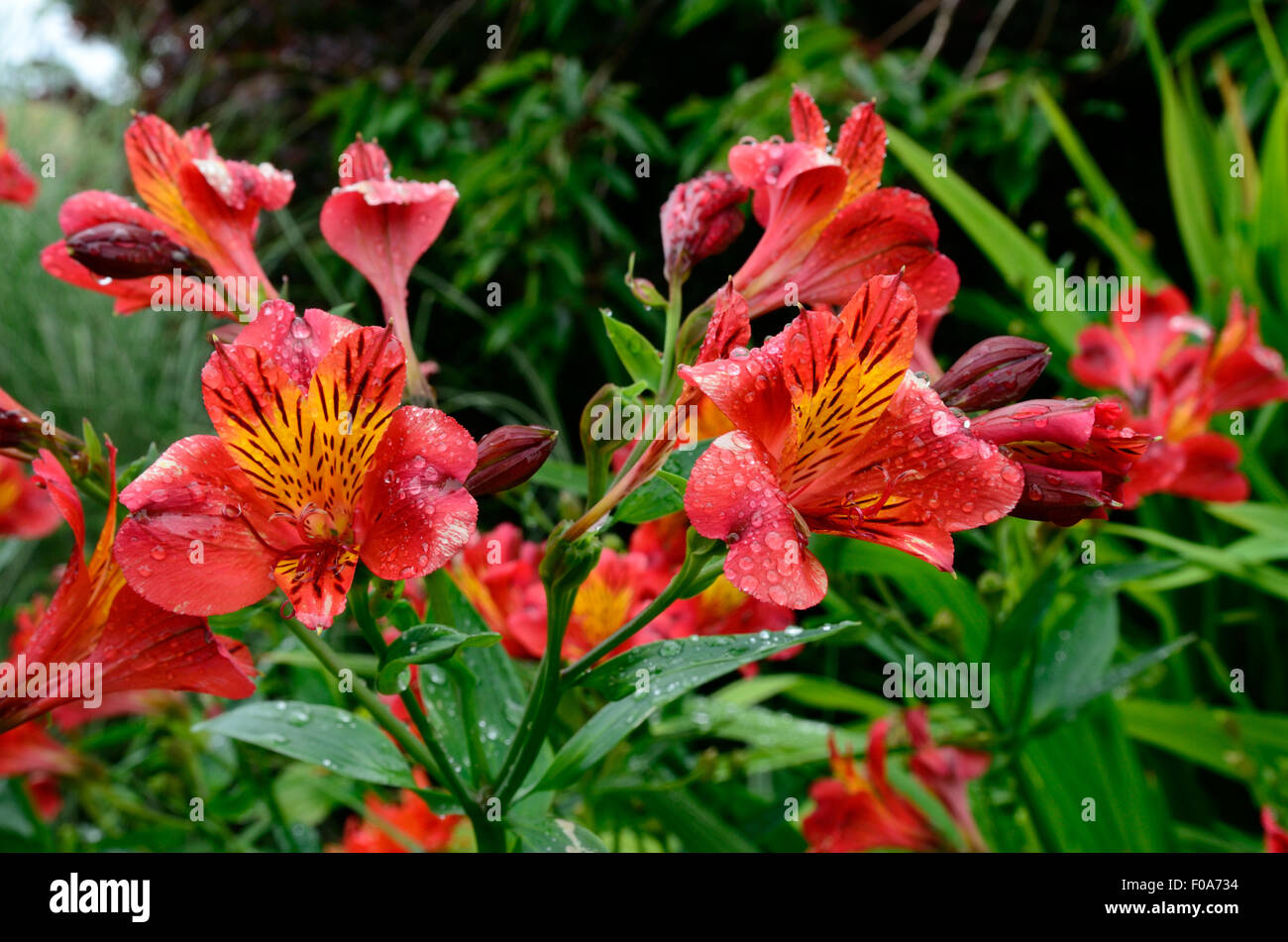 Gouttes de pluie sur l'Alstroemeria fleurs beauté rouge Banque D'Images