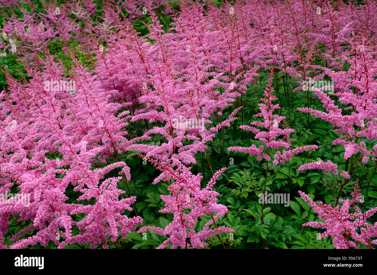Astilbe x arendsii Weisse Rose gloria Banque D'Images