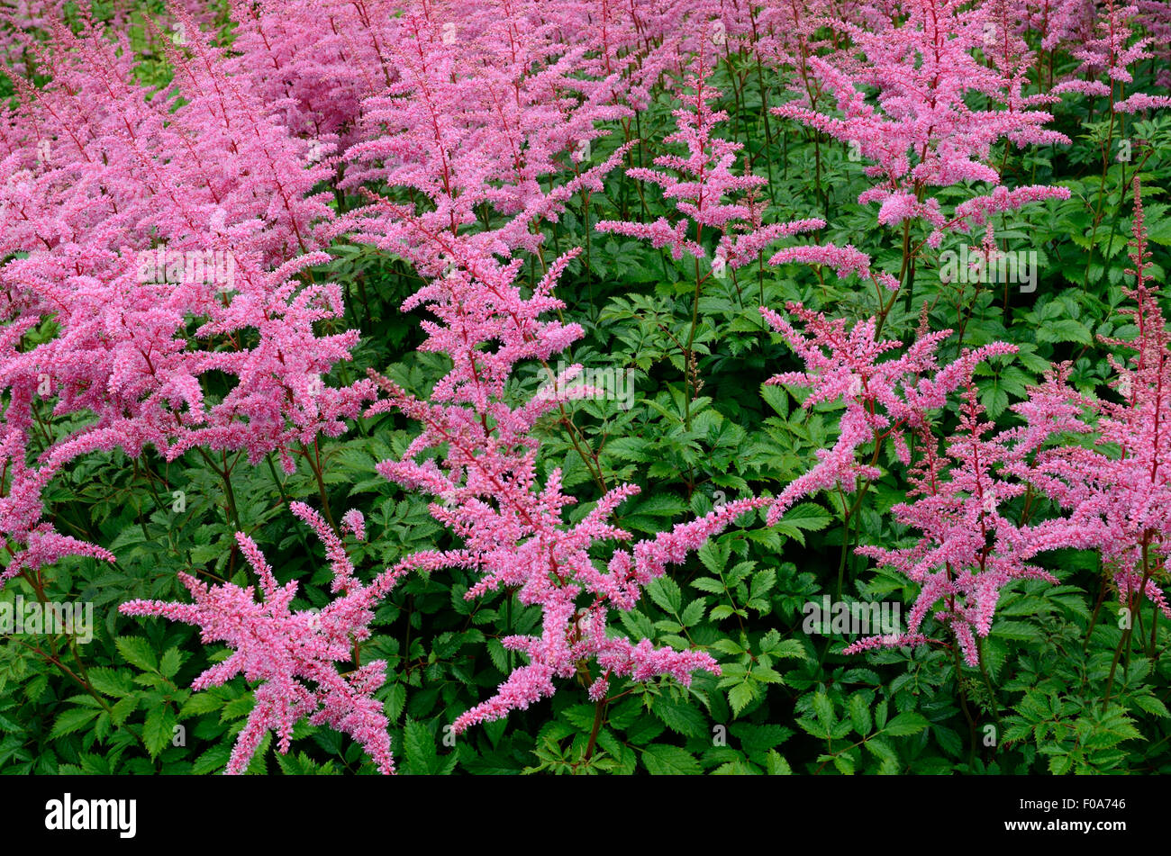 Astilbe x arendsii Weisse Rose gloria Banque D'Images