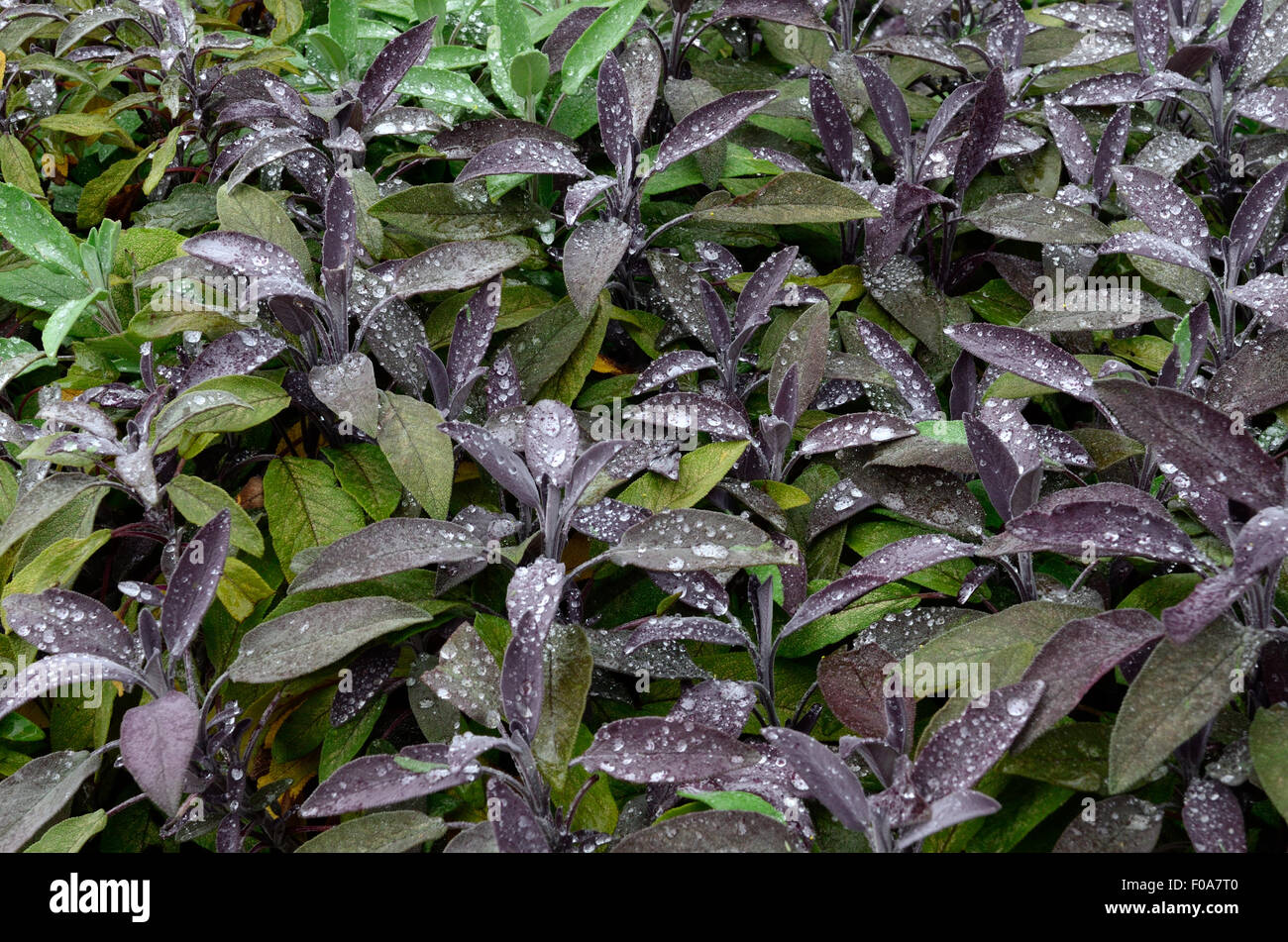 Gouttes de pluie une officnalis purpuracens Salvia sauge pourpre Banque D'Images