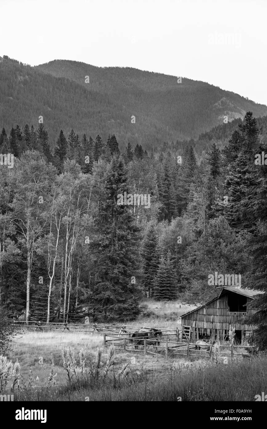 Chevaux qui broutent à côté d'une grange à l'Minam River Lodge dans les montagnes de l'Oregon Wallowa. Banque D'Images