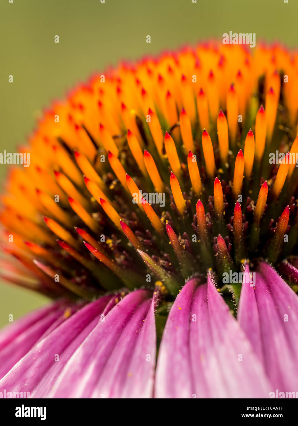 Échinacée pourpre gros plan de fleur sur fond vert Banque D'Images Échinacée pourpre gros plan de fleur sur fond vert Banque D'Images