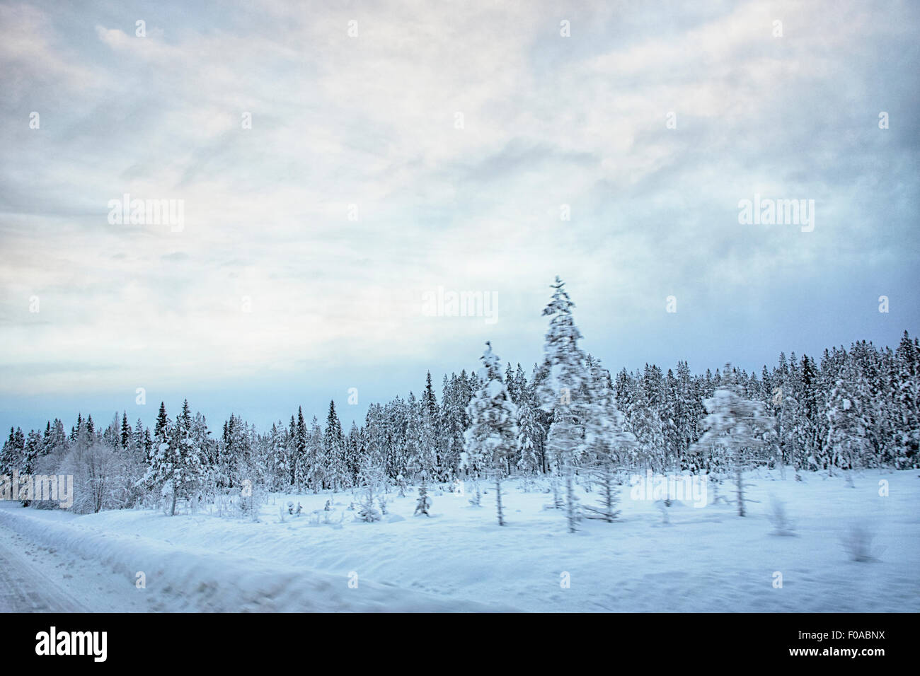 Vue de route et les arbres couverts de neige, Hemavan, Suède Banque D'Images