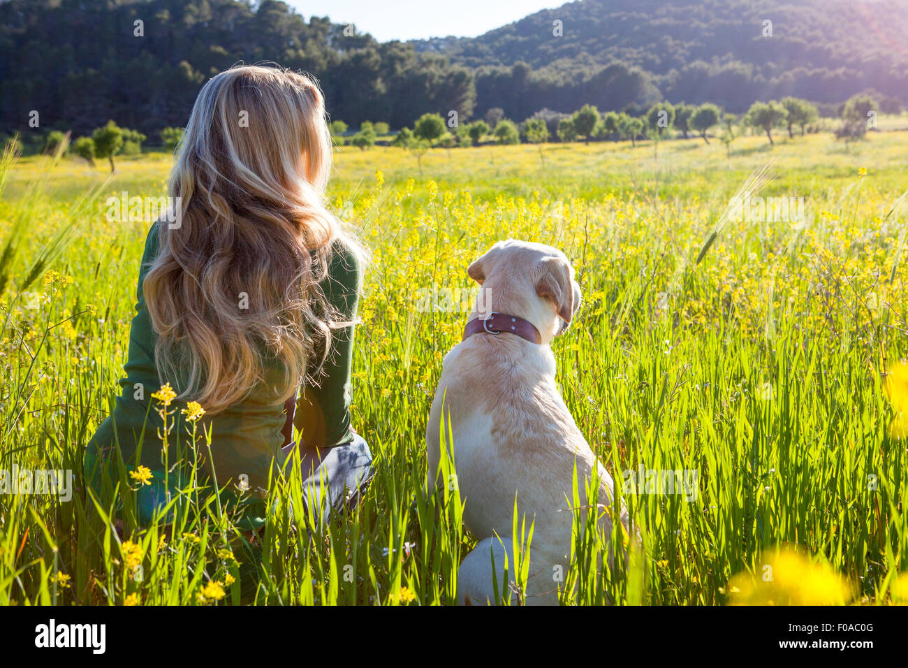 Vue arrière de la femme mature et labrador retriever sitting in sunlit wildflower meadow Banque D'Images