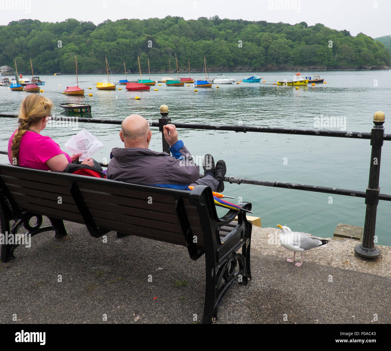 Un goéland argenté à la recherche de nourriture à côté d'un homme et d'une femme assise à côté de l'estuaire de Fowey, Cornwall, England, UK Banque D'Images