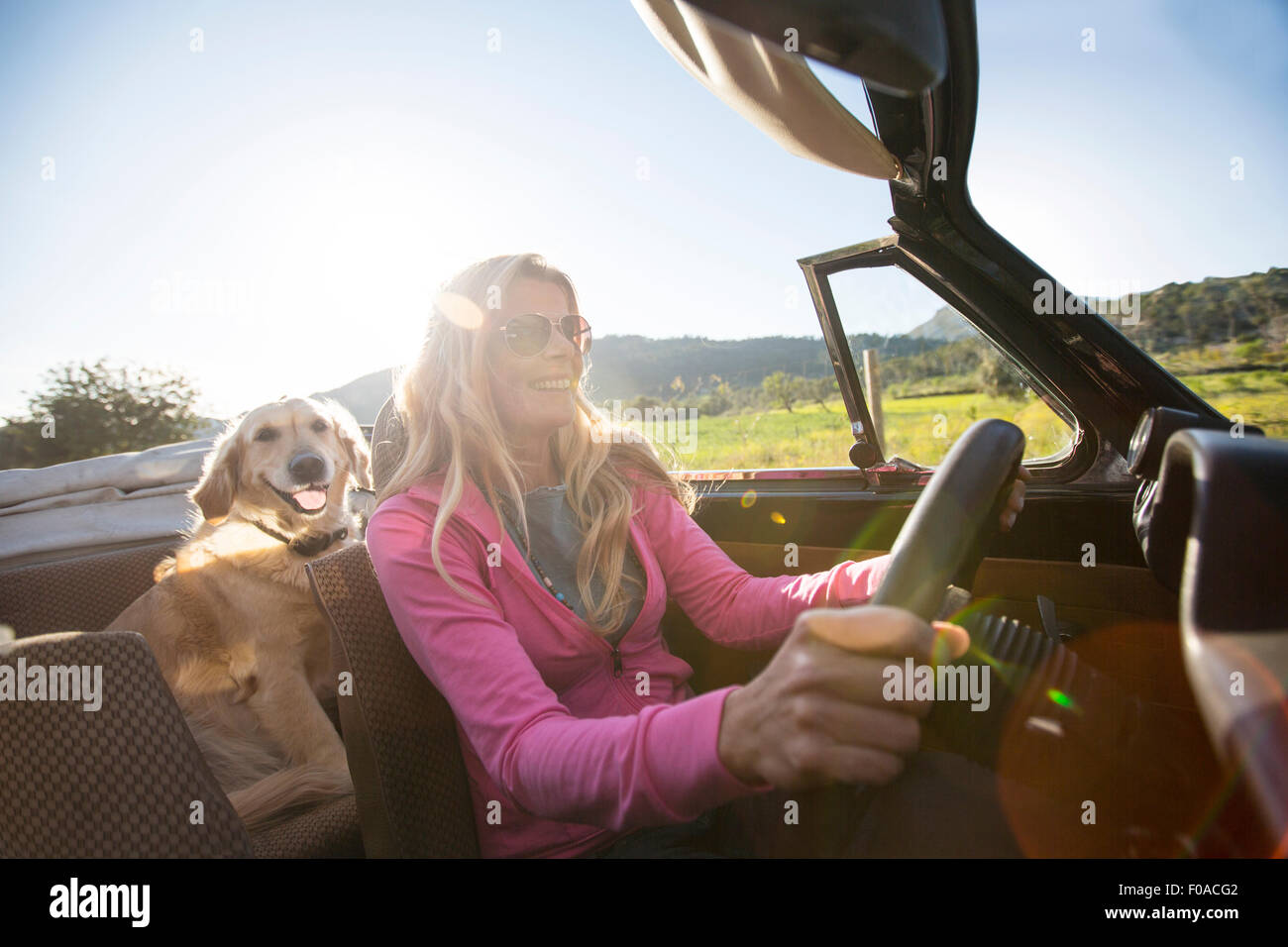 Femme mature et chien, en voiture décapotable Banque D'Images