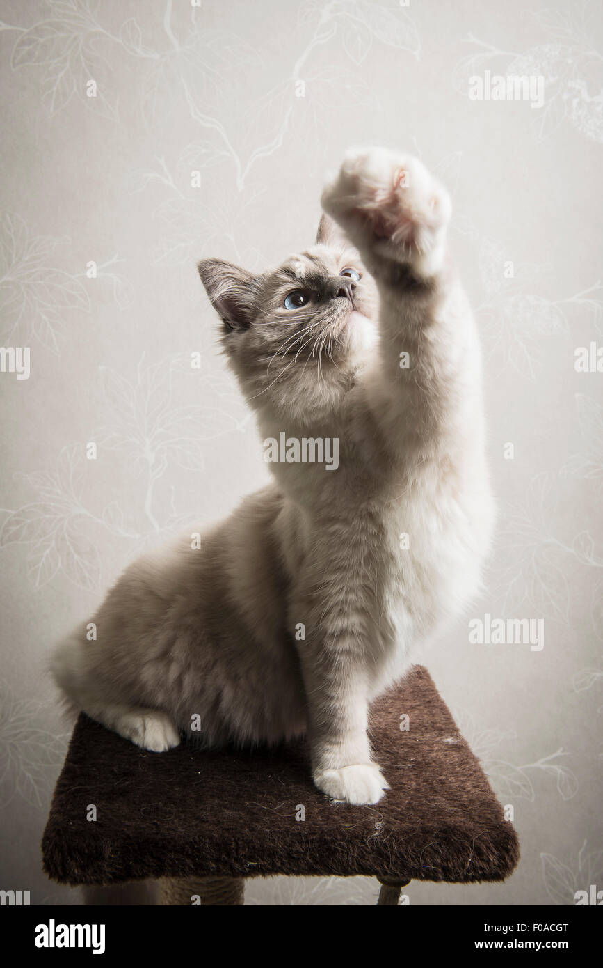 Chat Ragdoll chat assis sur la jambe avant, outstretched Banque D'Images