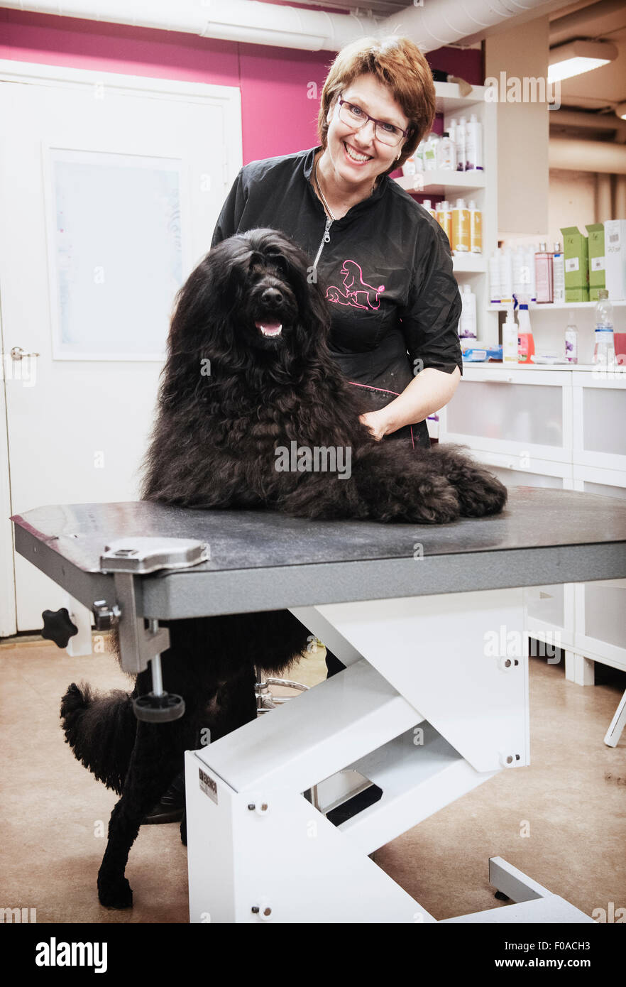 Portrait de chien et en salon de toilettage chien toiletteur Banque D'Images