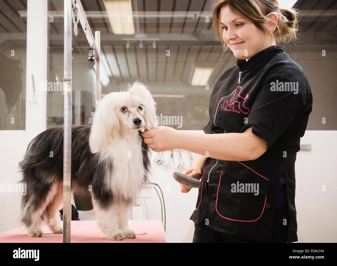 Salon de toilettage chien Banque de photographies et d'images à haute  résolution - Alamy
