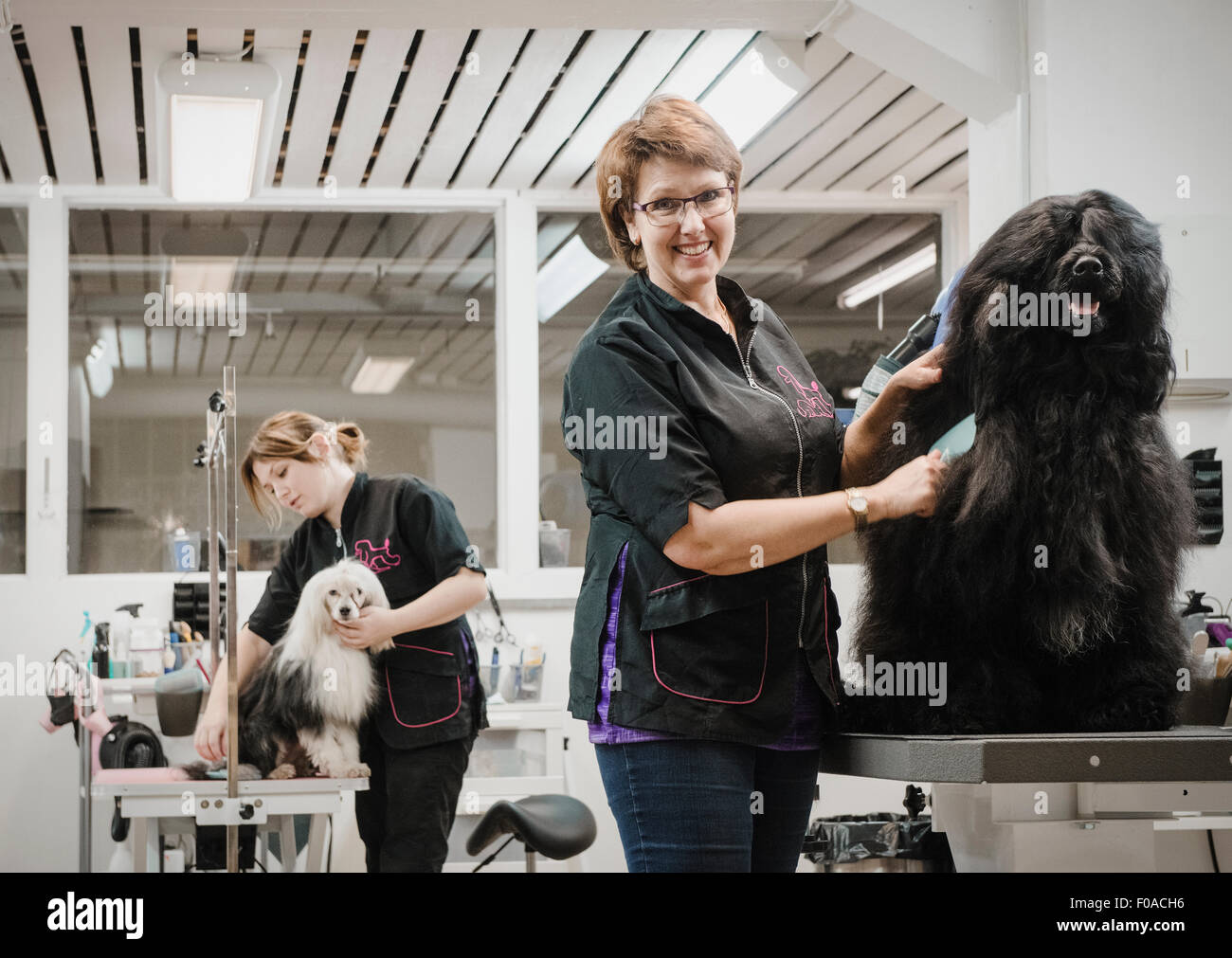 Portrait de chien et en salon de toilettage chien toiletteur Banque D'Images