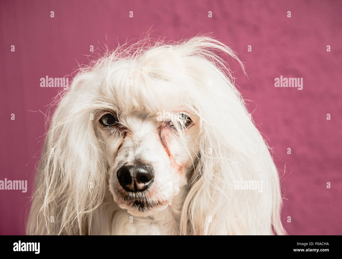 Portrait de chien, close-up Banque D'Images Portrait de chien, close-up Banque D'Images