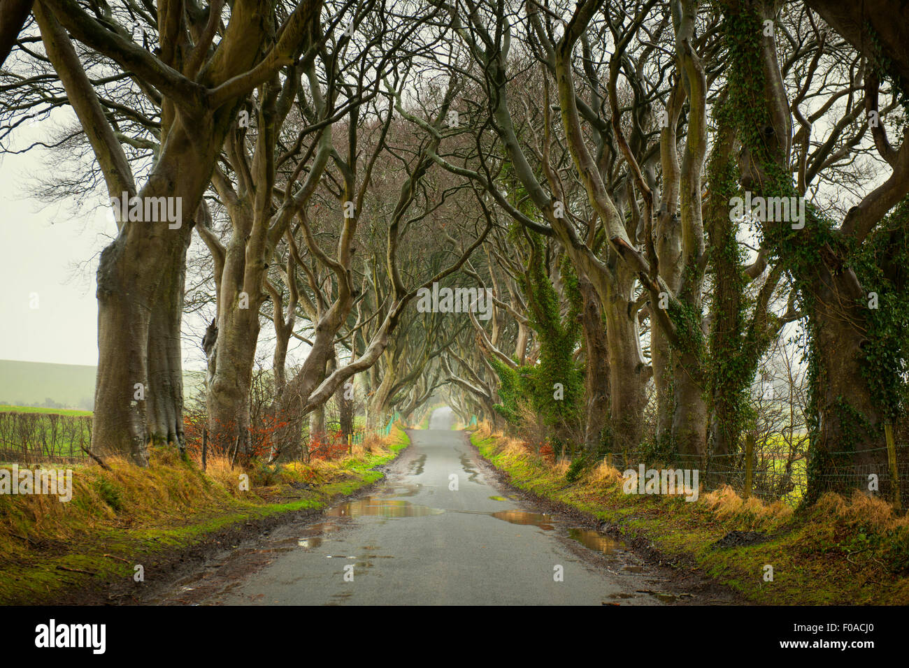 L'obscurité des haies, co Antrim, en Irlande du Nord Banque D'Images