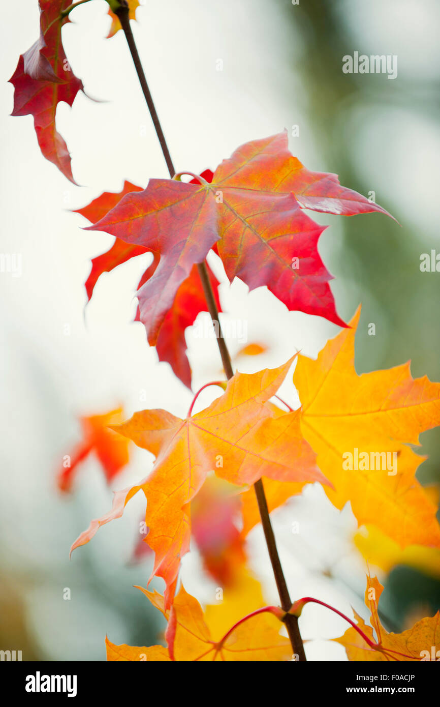 Les feuilles d'automne, close-up Banque D'Images