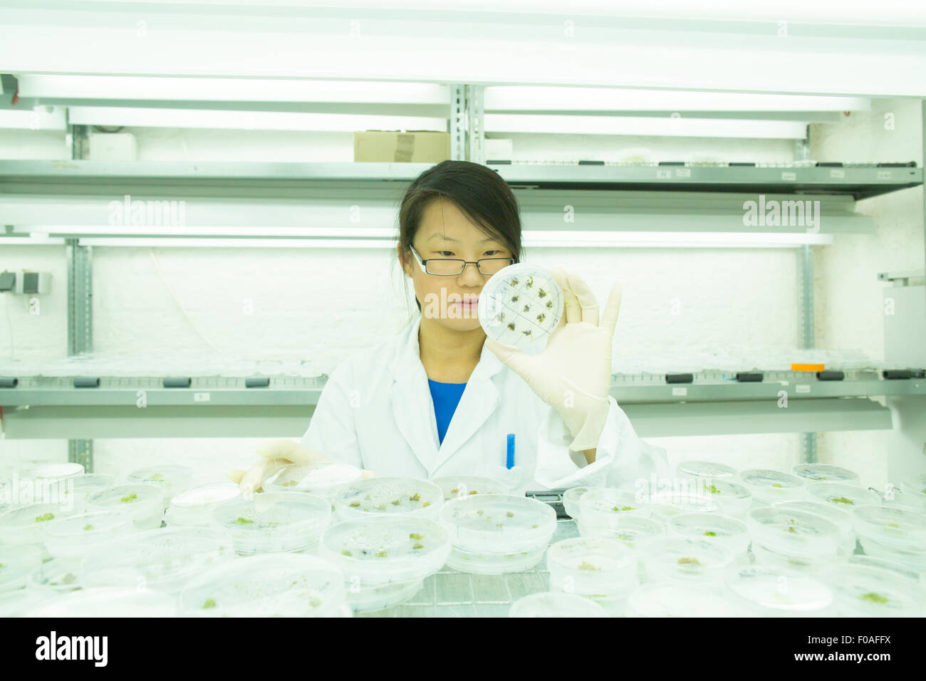 Les jeunes femmes à la recherche scientifique à l'usine d'échantillon dans la boîte de pétri in lab Banque D'Images