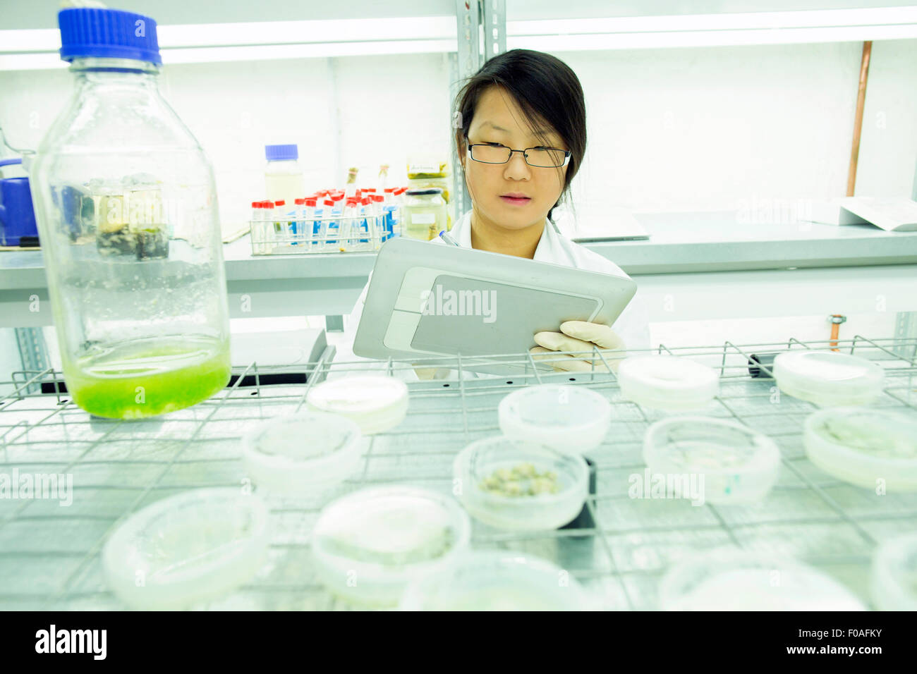 Female scientist using digital tablet in échantillon végétal lab Banque D'Images