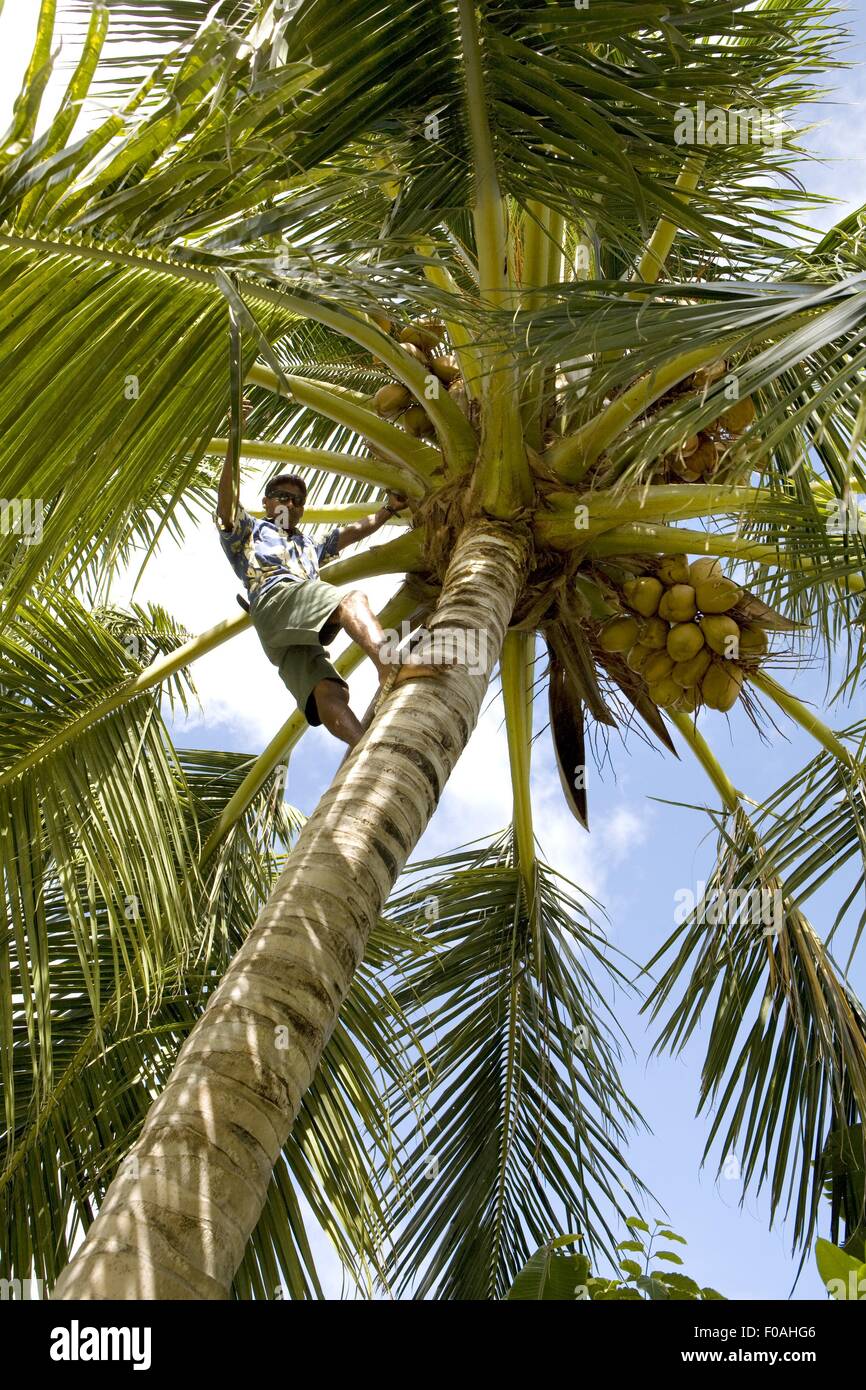 Man climbing on palm tree à Dhigufinolhu island, Maldives Banque D'Images