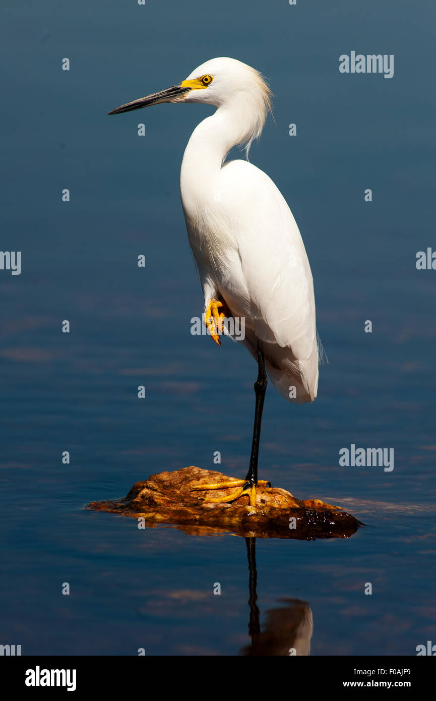 Héron blanc debout sur une jambe à un lac en dehors de la route transpantaneira road, Mato Grosso, Brésil Banque D'Images