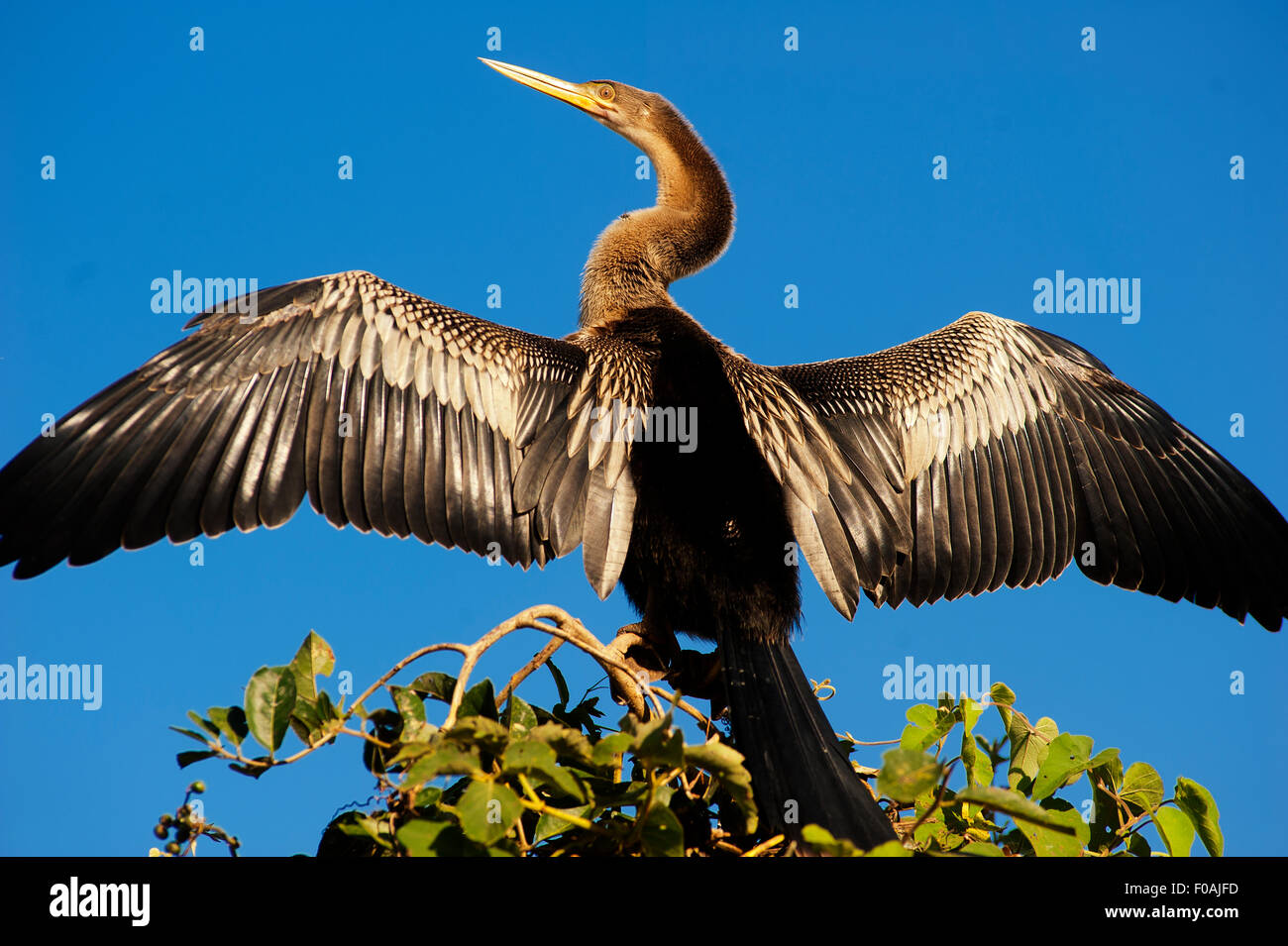 Aninga ou Biguá avec ailes ouvertes reposant sur le haut d'un arbre, trois frères River, Pantanal de Mato Grosso, Brésil. Banque D'Images