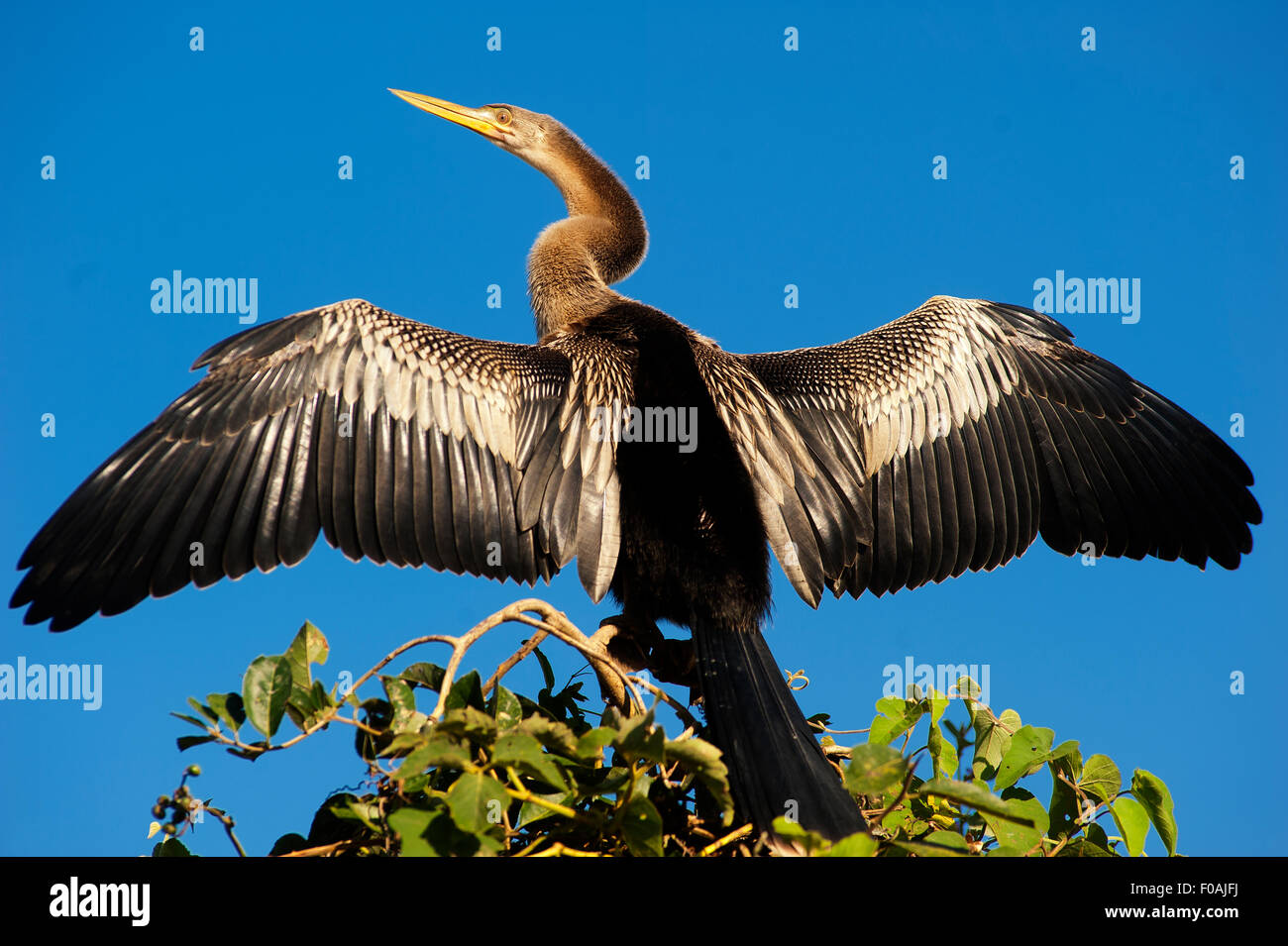 Aninga ou Biguá avec ailes ouvertes reposant sur le haut d'un arbre, trois frères River, Pantanal de Mato Grosso, Brésil. Banque D'Images