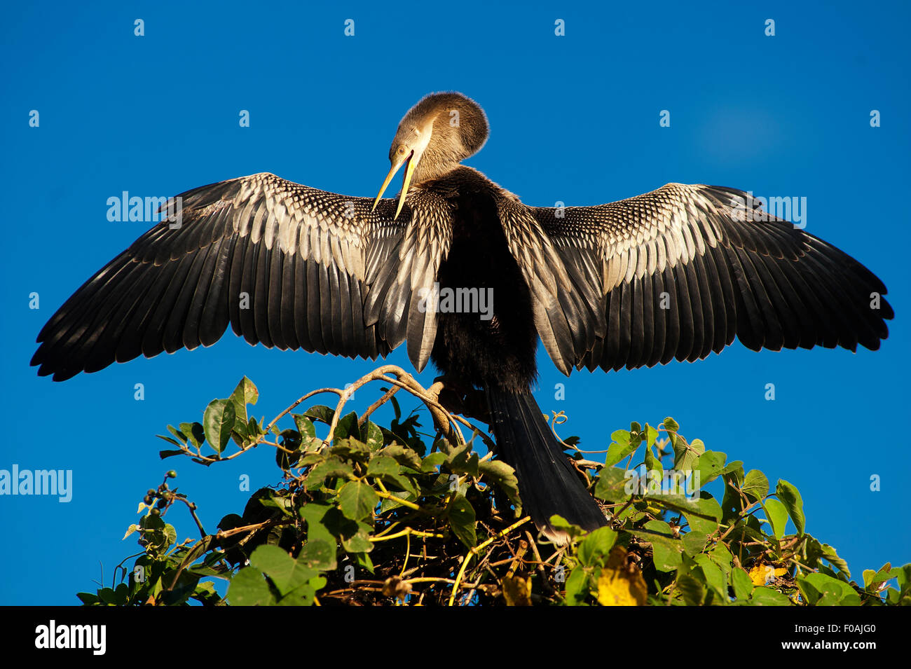 Aninga ou Biguá avec ailes ouvertes reposant sur le haut d'un arbre, trois frères River, Pantanal de Mato Grosso, Brésil. Banque D'Images