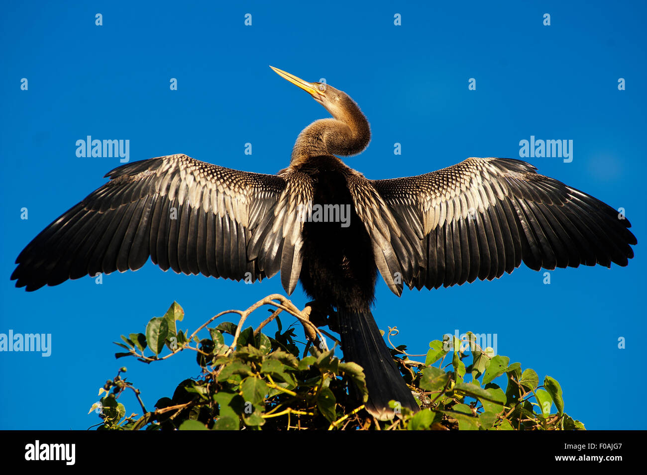 Anhinga ou Biguatinga avec les ailes ouvertes posé sur le haut d'un arbre, trois frères River, Pantanal de Mato Grosso, Brésil. Banque D'Images