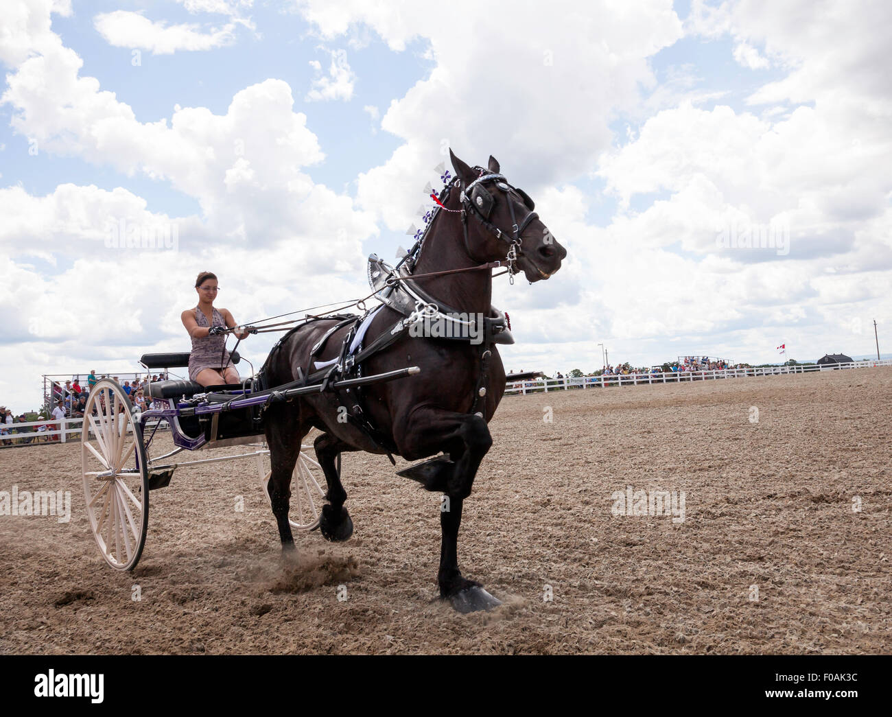 Chevaux de compétition avec Clydesdale et puissants chevaux grand belge ...