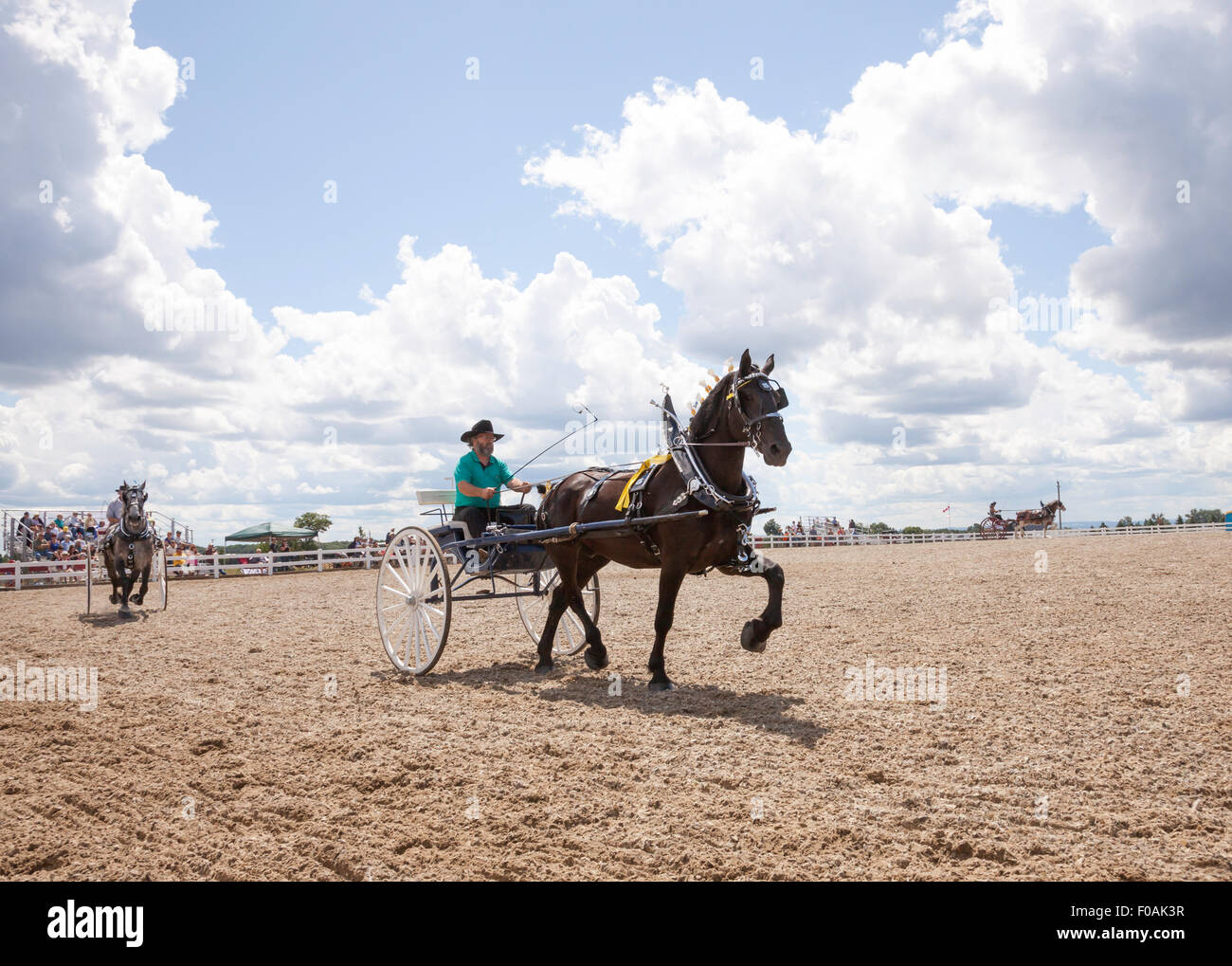 Chevaux de compétition avec Clydesdale et puissants chevaux grand belge ...