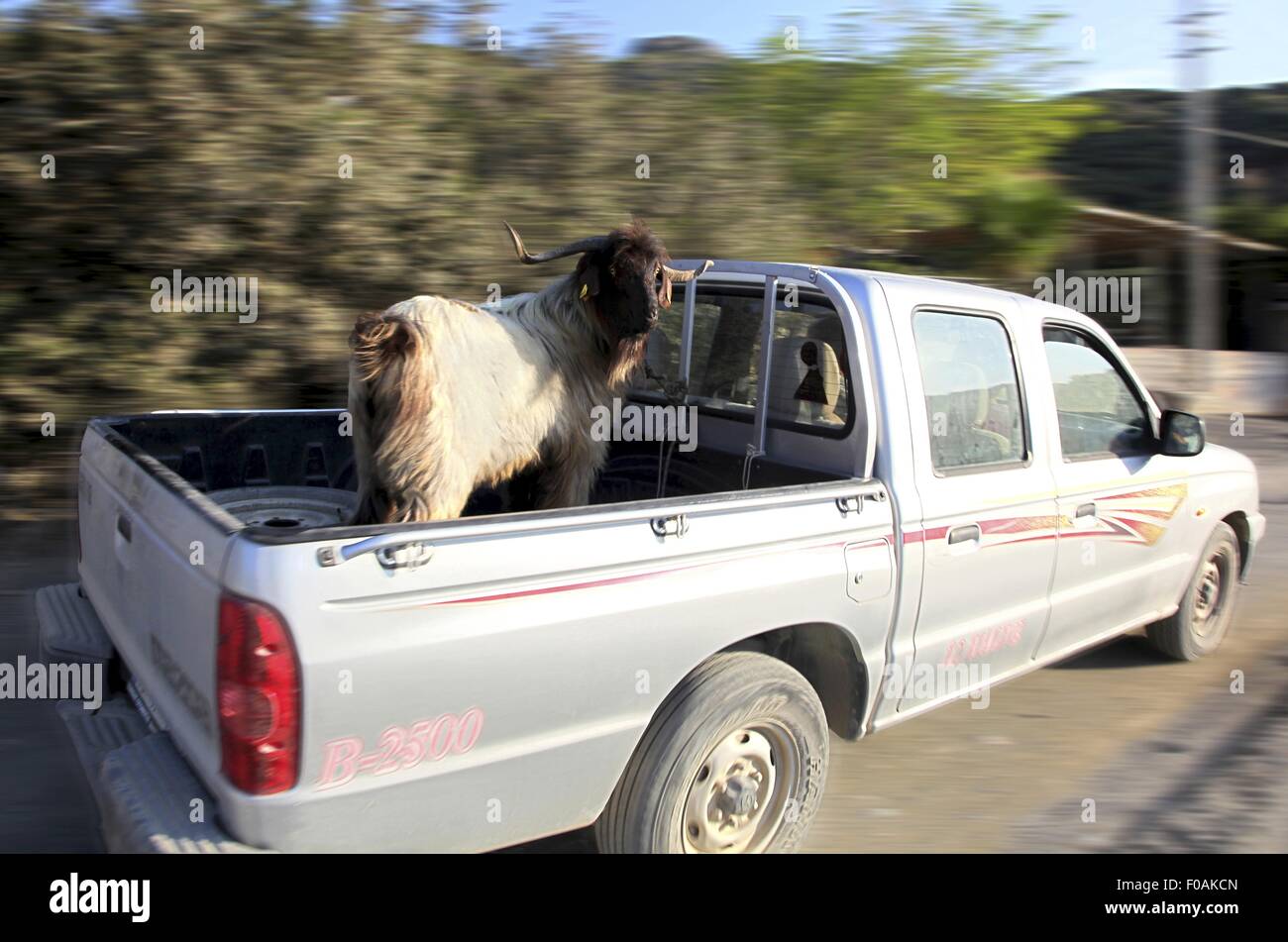 Yak en voiture, Mesudiye, Hayitbuku, Région de l'Egée, la Turquie Banque D'Images