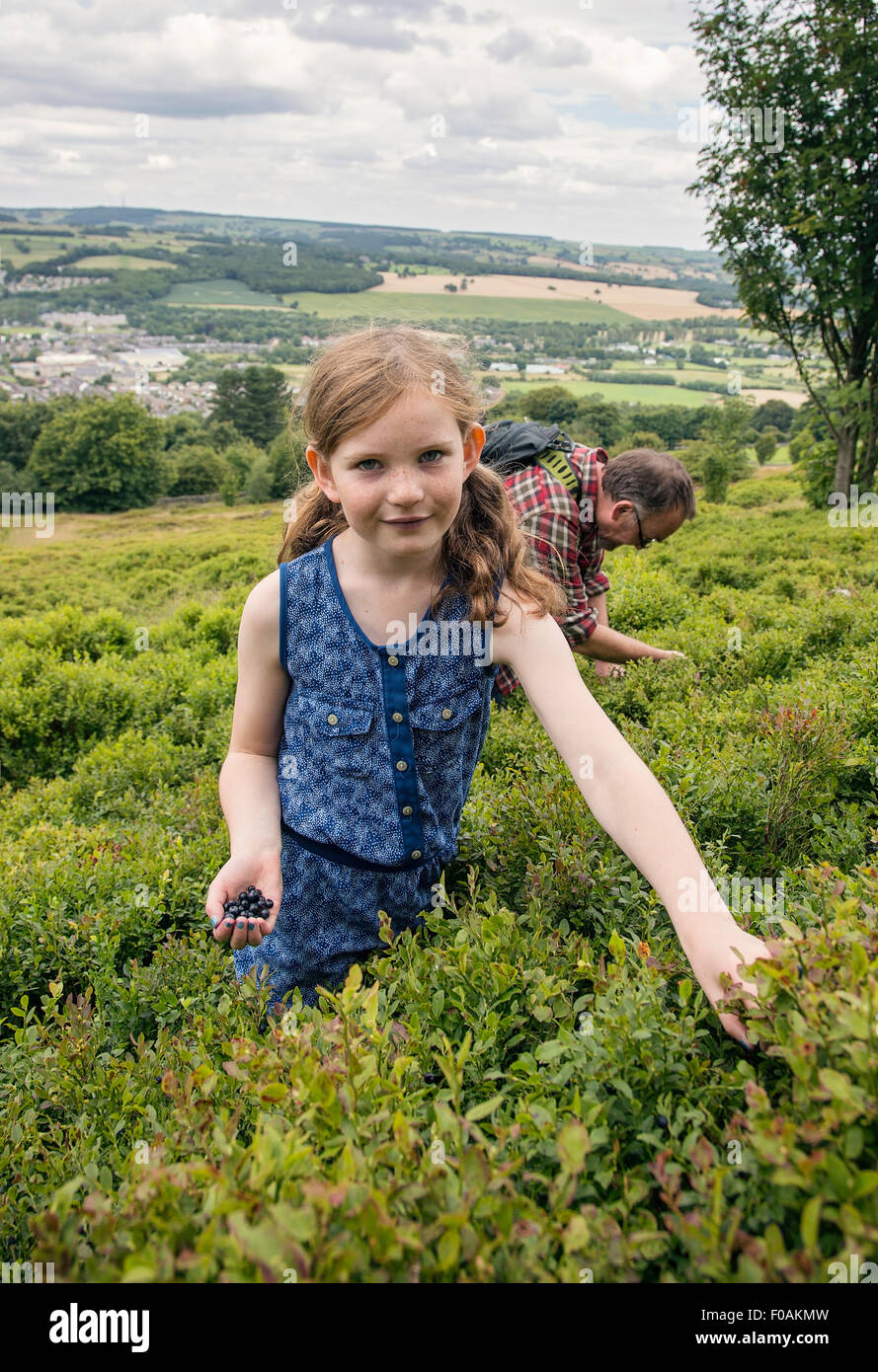 Un père et sa fille passer des après-midi en été ramasser les myrtilles sur Otley chevin. Banque D'Images