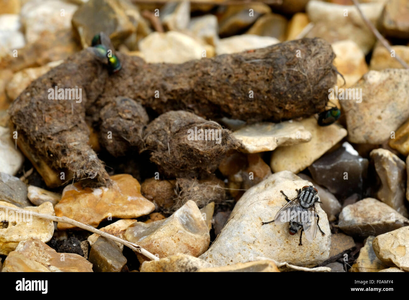 Chambre Voler Autour D Excrements De Chat Sur Des Pierres Dans Un Jardin Photo Stock Alamy Chambre Voler Autour D Excrements De Chat Sur Des Pierres Dans Un Jardin Photo Stock Alamy