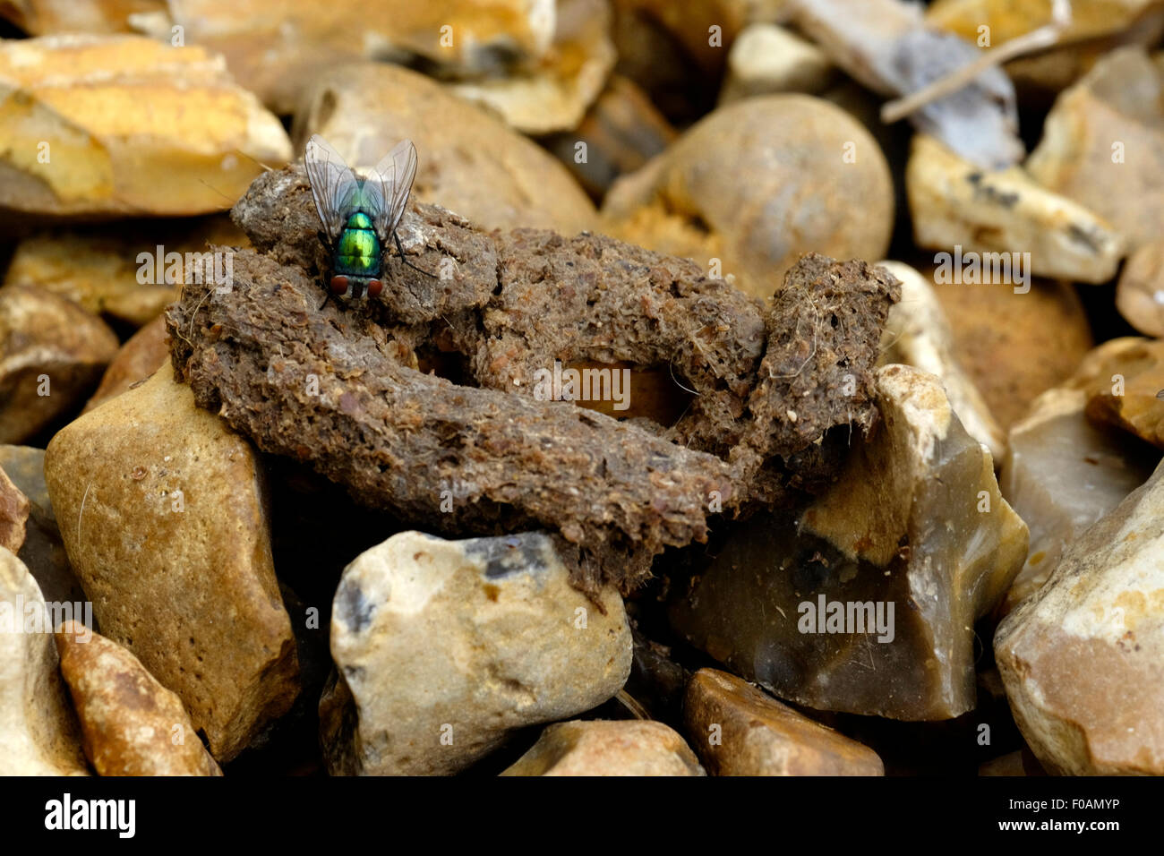 Excrement Banque D Image Et Photos Page 6 Alamy