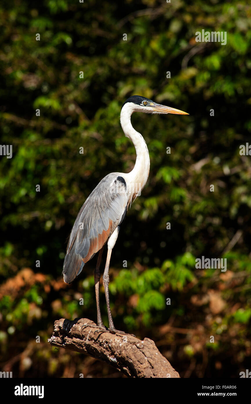 Héron cendré debout dans un tronc mort dans la rivière Cuiabá, Pantanal de Mato Grosso, Brésil Banque D'Images