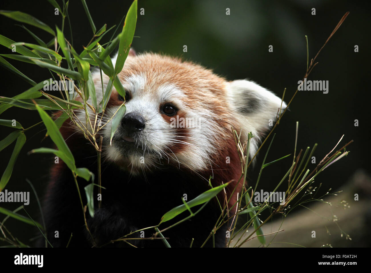 Le panda rouge (Ailurus fulgens) mange le bambou au Zoo de Chomutov en Bohême du Nord, Chomutov, République tchèque. Banque D'Images